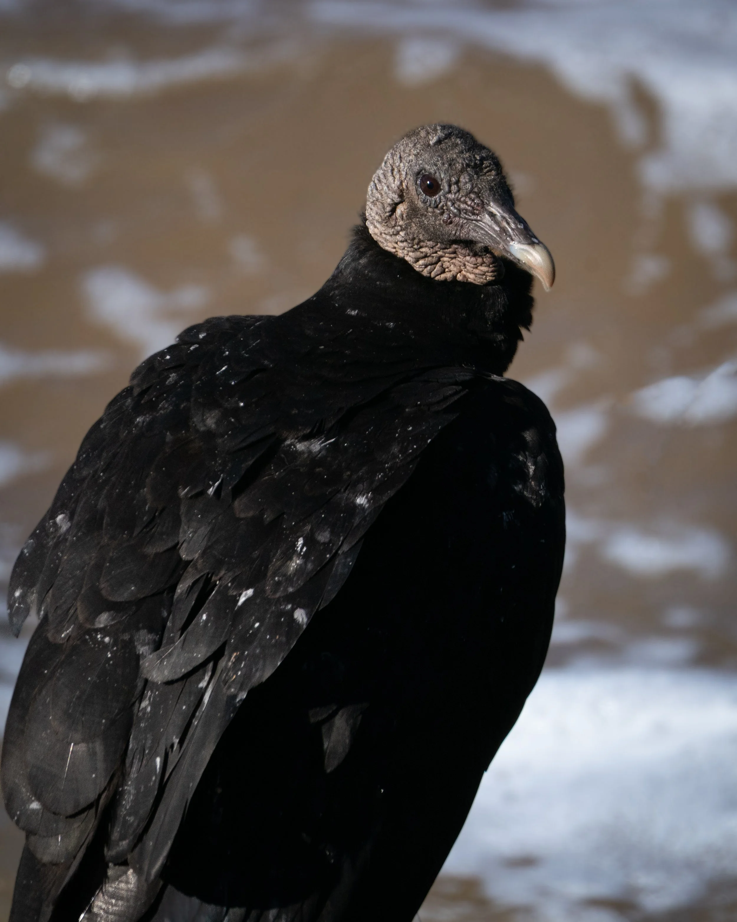 H5N1 Detected in Wild Birds in Honduras. What Veterinary Professionals Need to Know