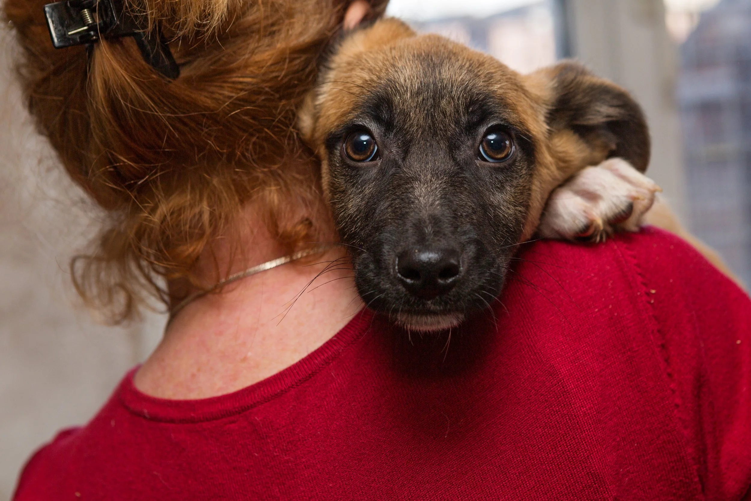 Ohio Just Took a Step Toward Fixing the Veterinary Shortage and RVTs Are at the Center of It