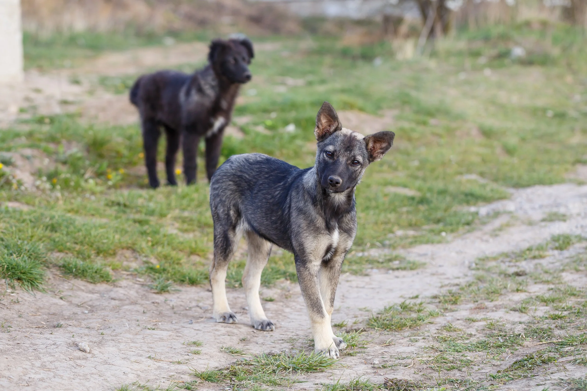 A New Bill Could Bring Veterinary Care to Tribal and Rural Communities. Here's Why It Matters
