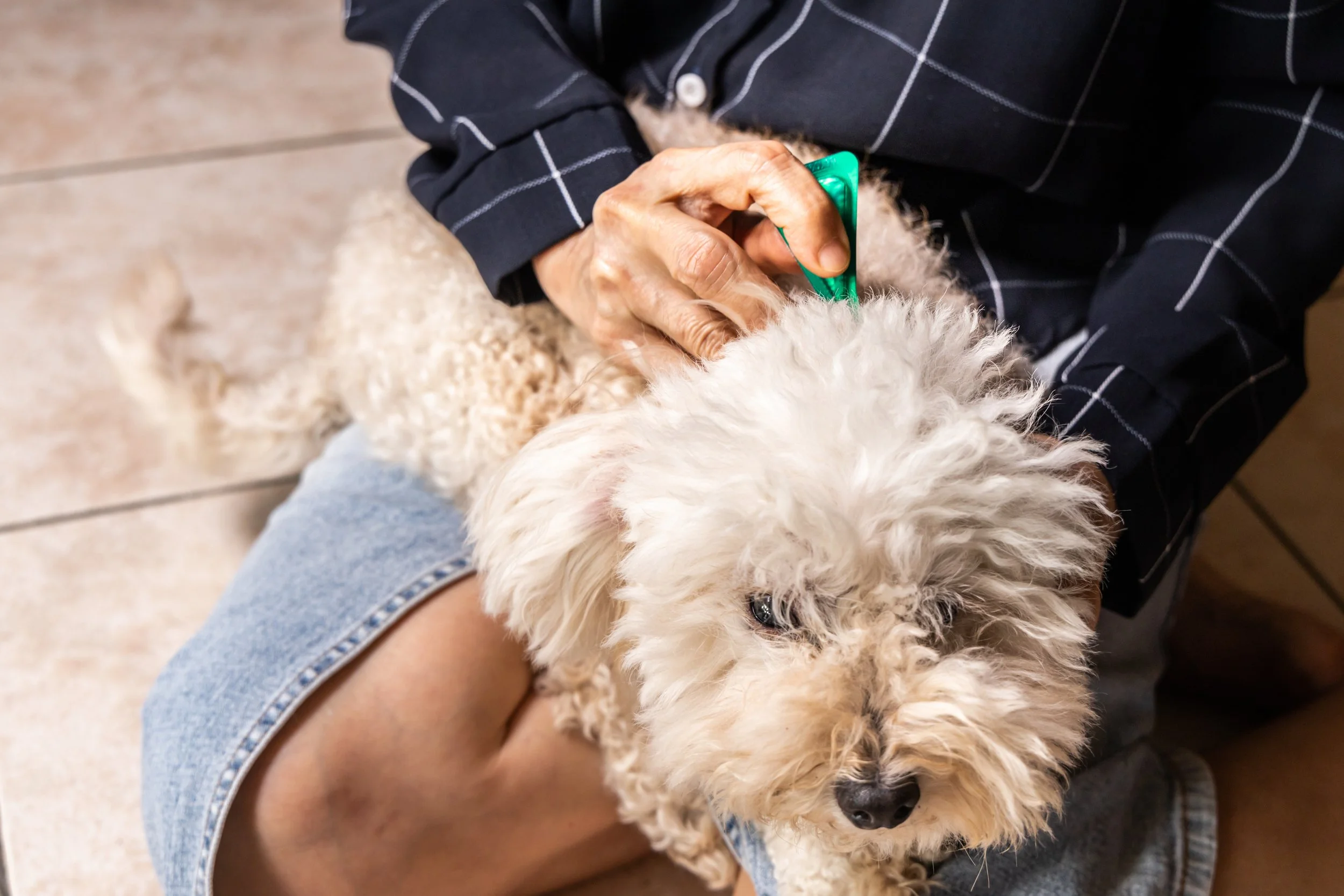 The Flea Treatment Conversation Is Changing in the UK.  Here's What Veterinary Professionals Need to Know
