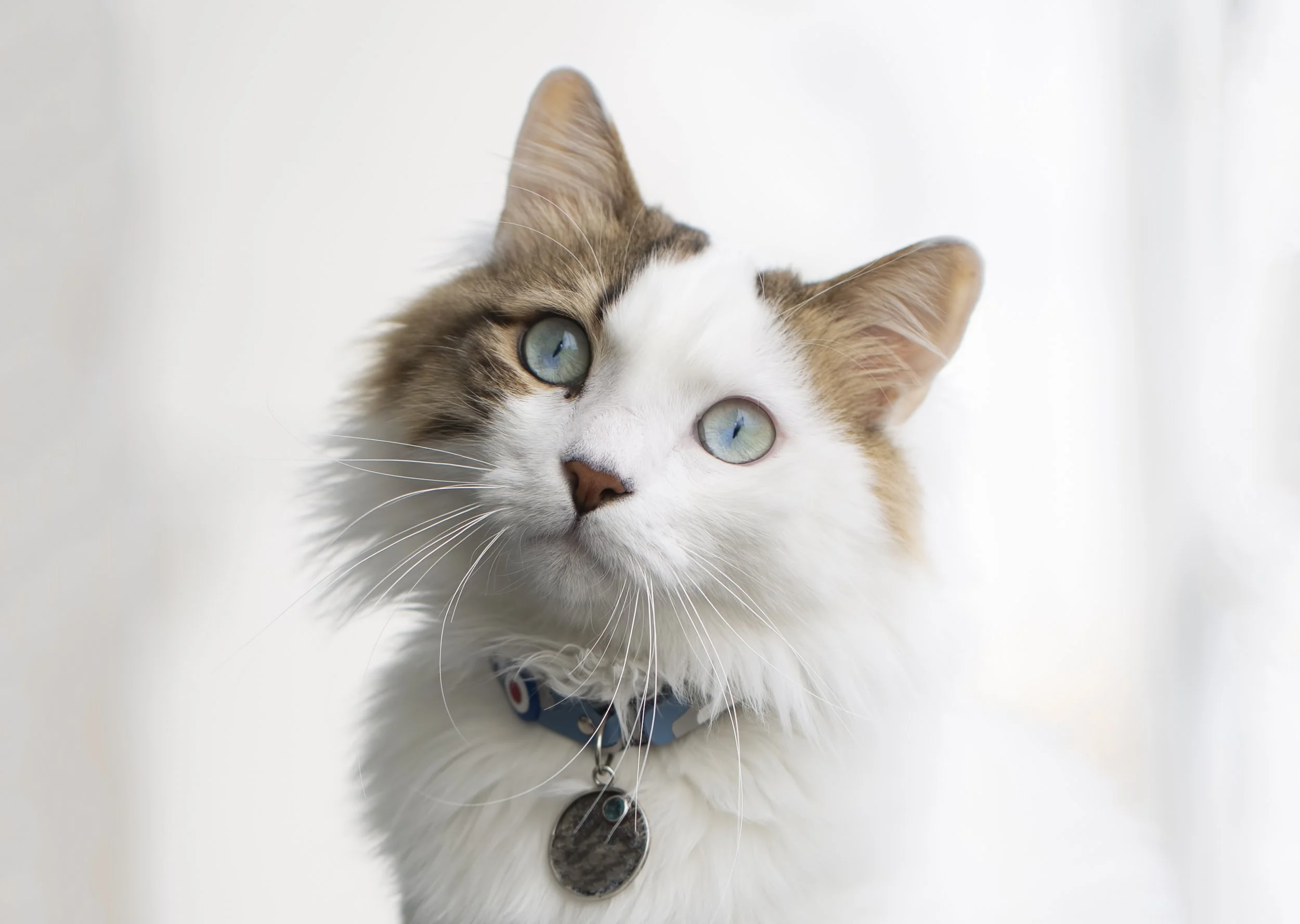 Stem Cells in Cats?! The Kidney Disease Breakthrough You Can’t Miss
