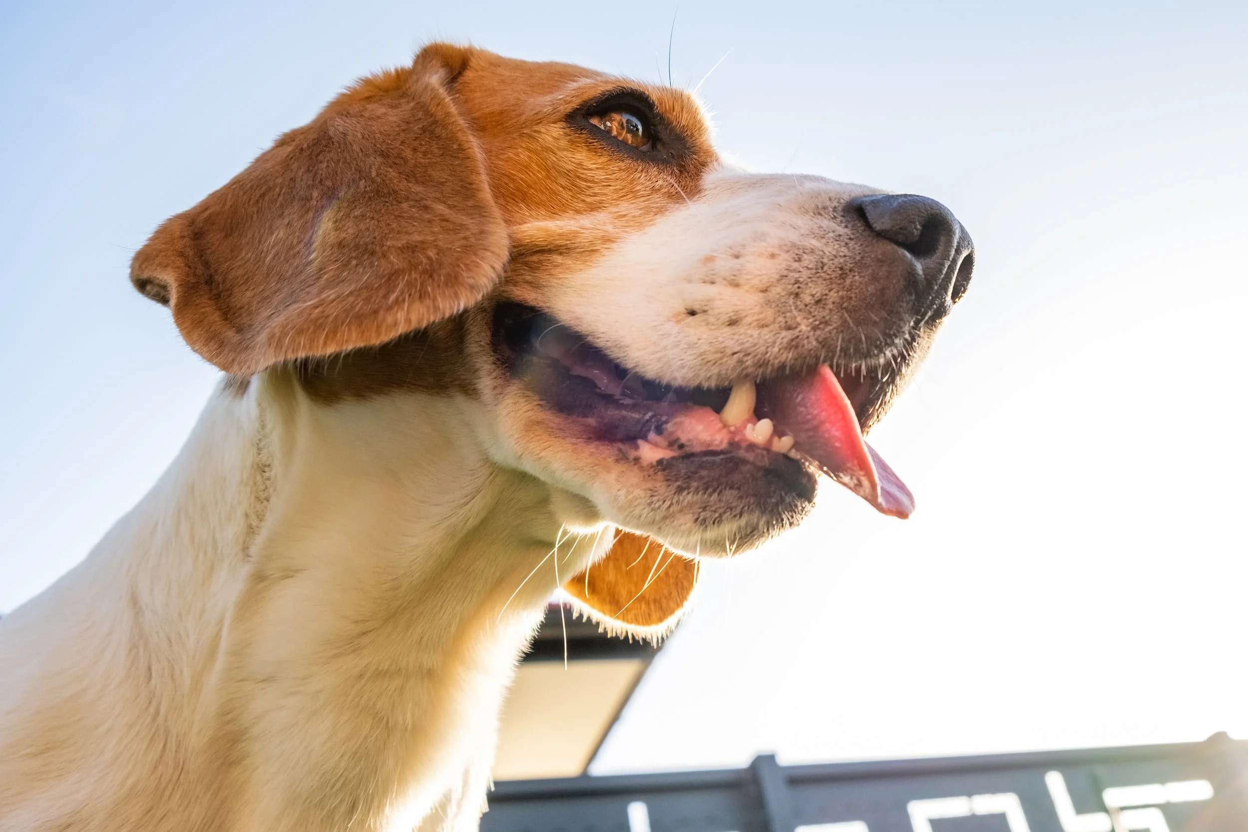 Hemangiosarcoma Breakthrough: Could This Change How We Treat Dogs Forever?