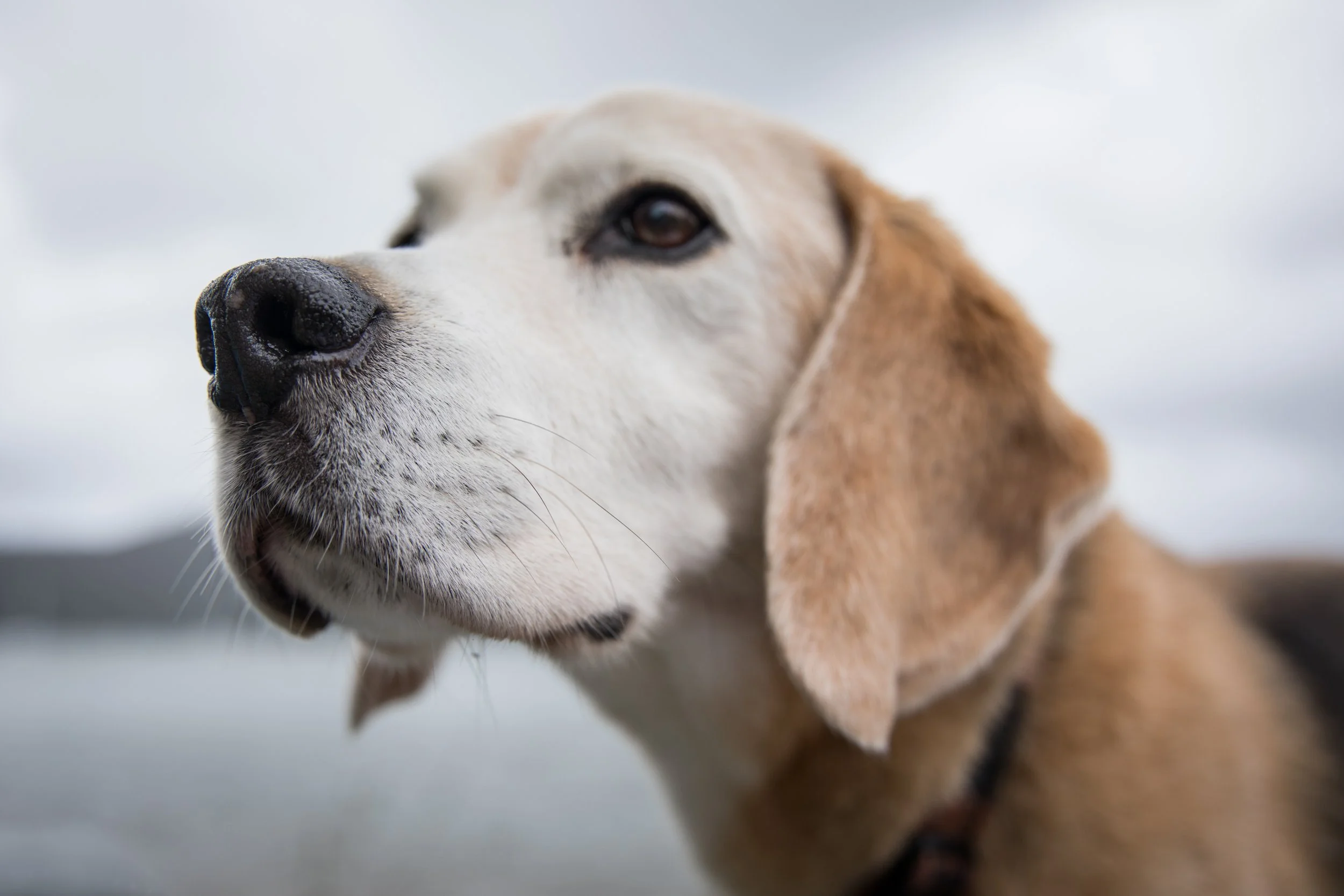 Acute Kidney Injury Alert: New Biomarkers That Could Save Lives on Vet Candy