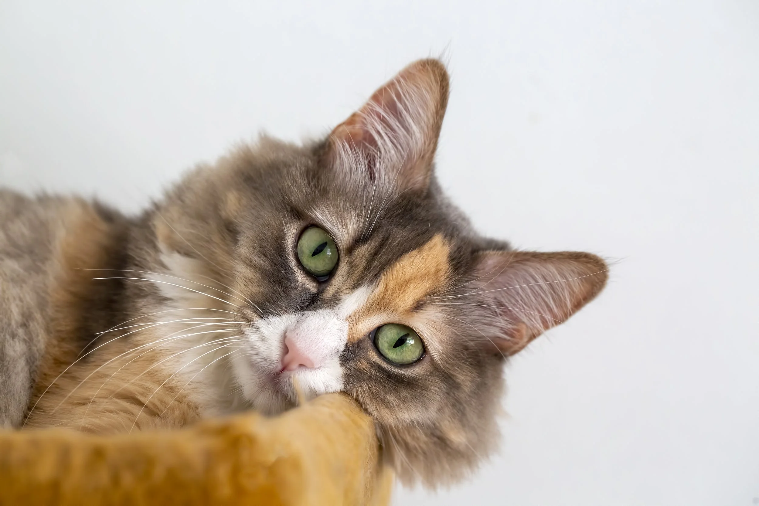 The Surprising Gut-Brain Link Every Vet Should Know
