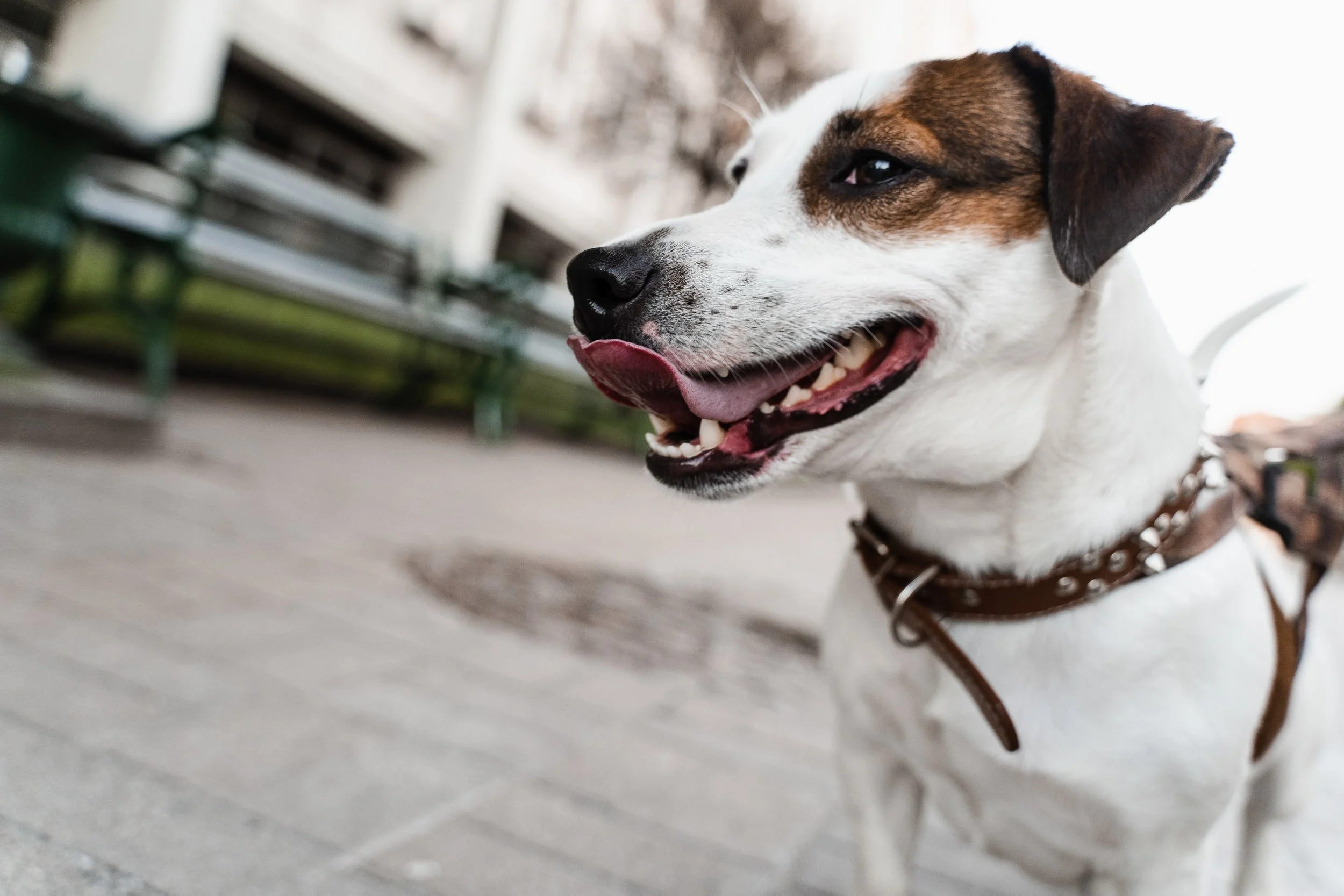 FDA Issues Emergency Use Authorization for Generic Over-the-Counter Drug to Treat New World Screwworm in Dogs and Cats