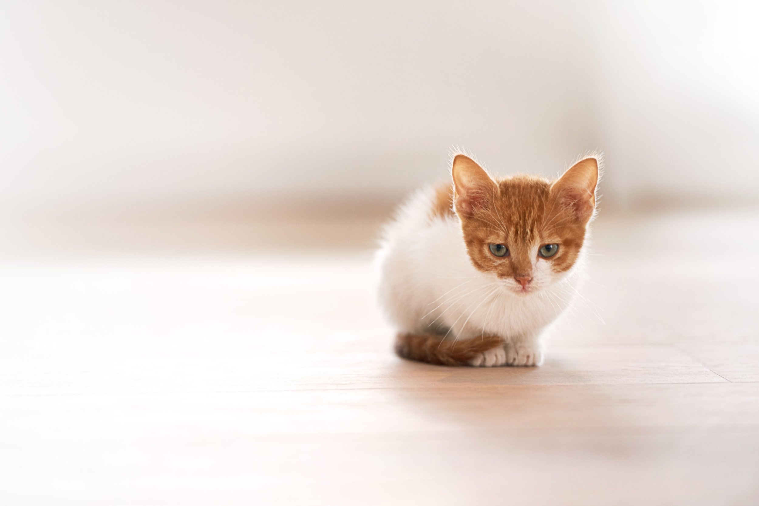 The Mystery of the Cat with the Big Belly and the Team That Figured It Out