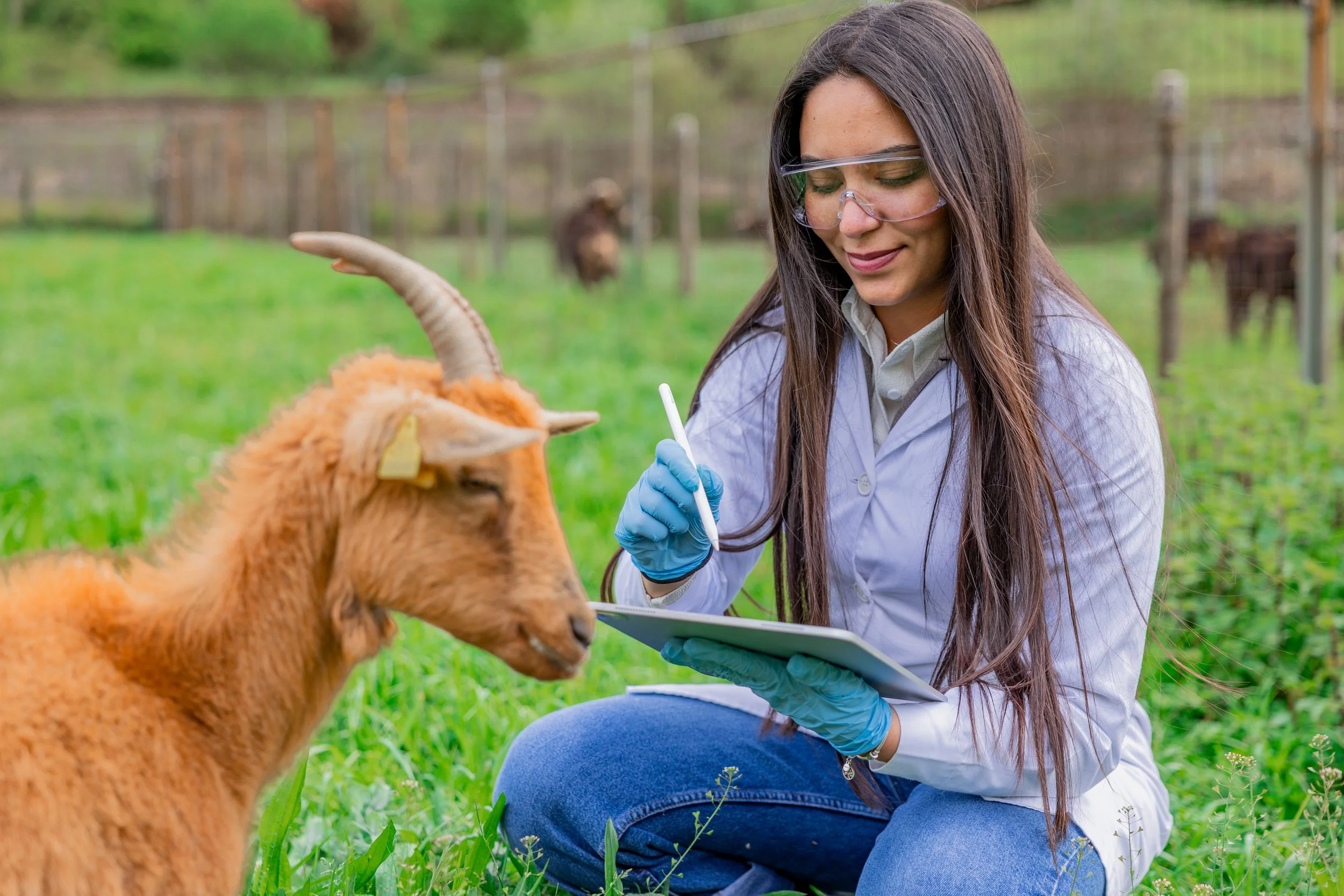 What Is the NAVLE? Everything Veterinary Students Need to Know in 2026