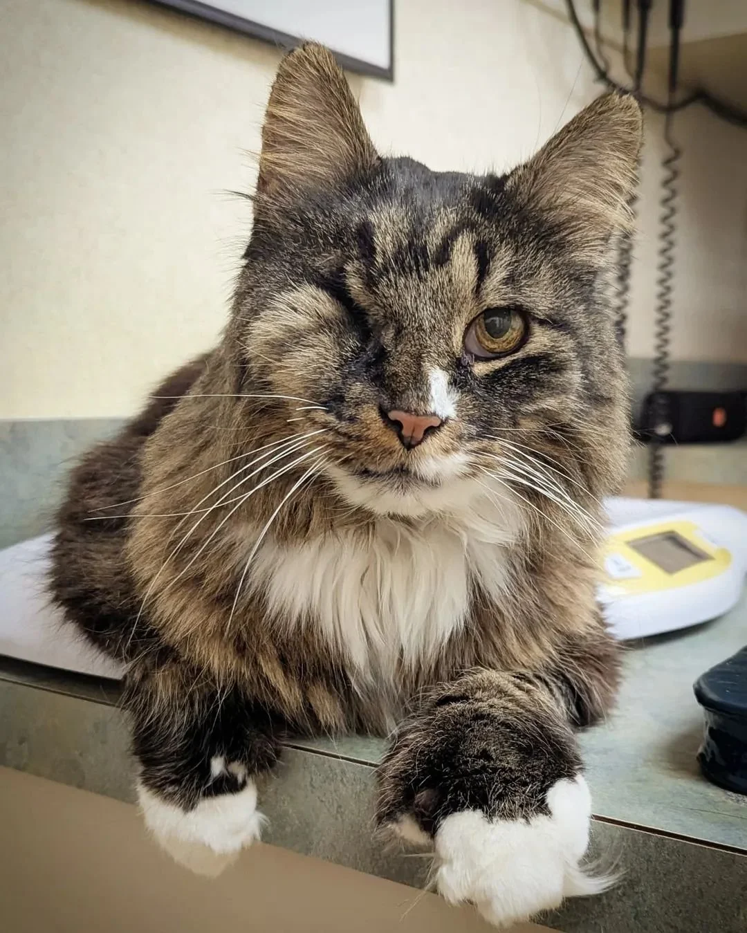 FIV. Thoracotomy. Enucleation. Kidney Failure. HCM. This Cat Is Surviving All of It.