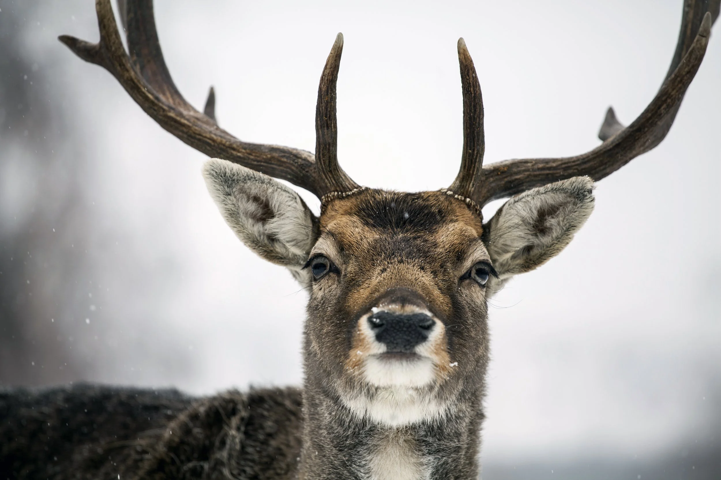New study explores potential cross-species spread of chronic wasting disease