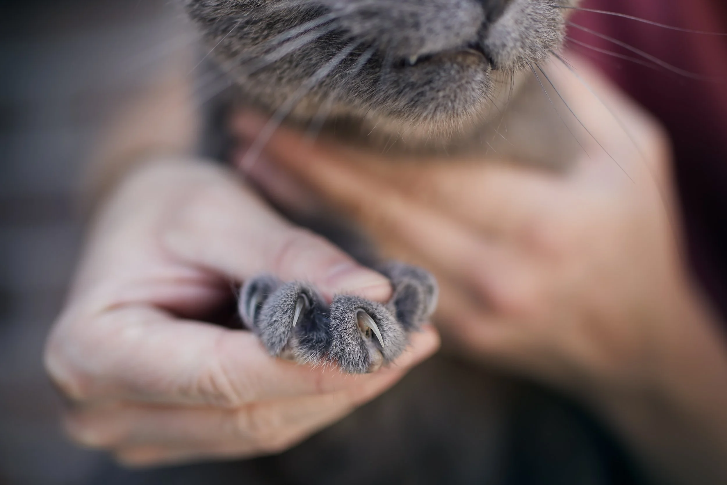 Pathogenic fungus transmitted by domestic cat scratches is present in wild animals