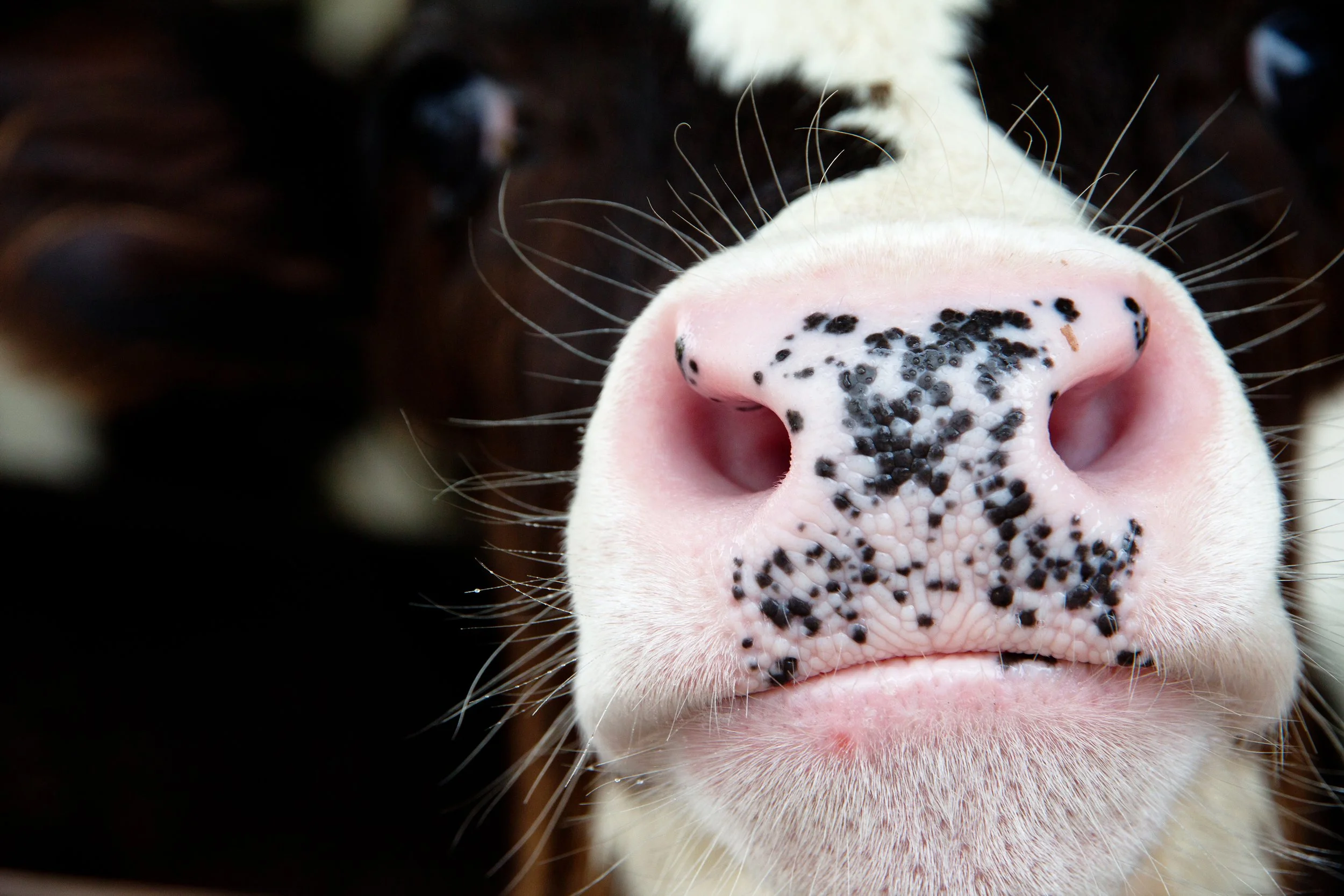 Europe Had FMD for the First Time in 14 Years.  Here's What Every Veterinarian Should Take From It