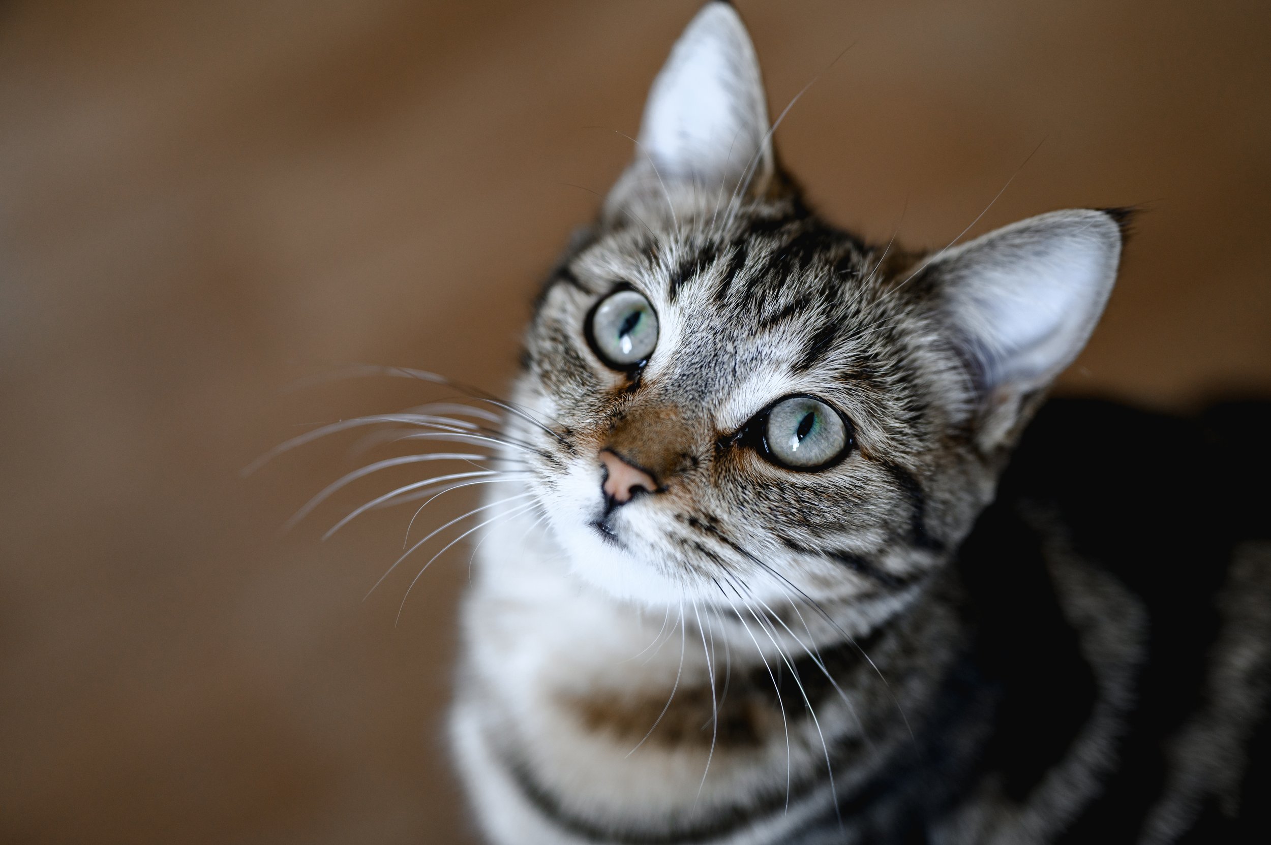The Cat Slow Blink Is Real. Here's the Science, and Why It Actually Matters in Practice