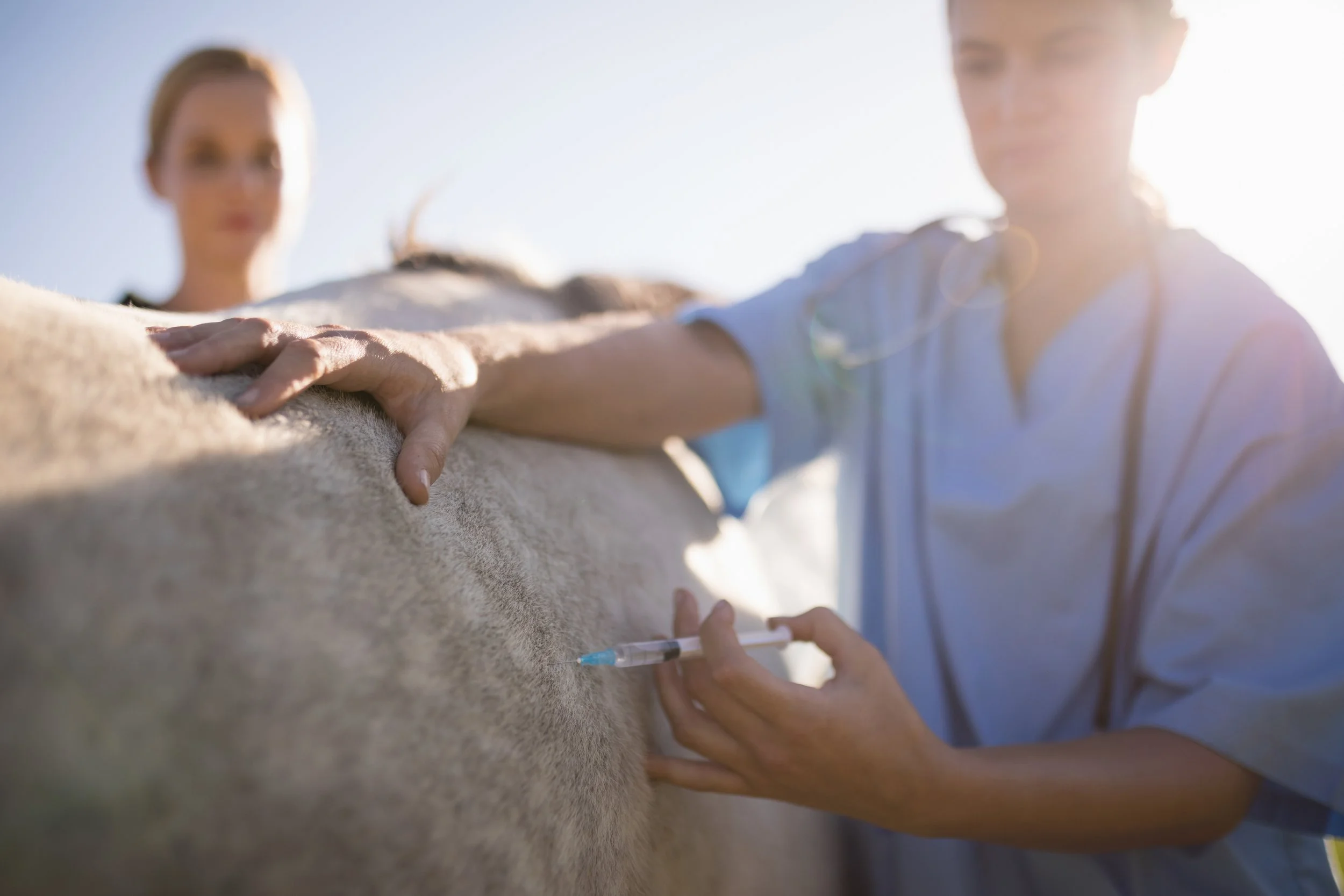 How a $44 Million Ranch Donation Is Reshaping Veterinary Education and the Future of Cattle Medicine