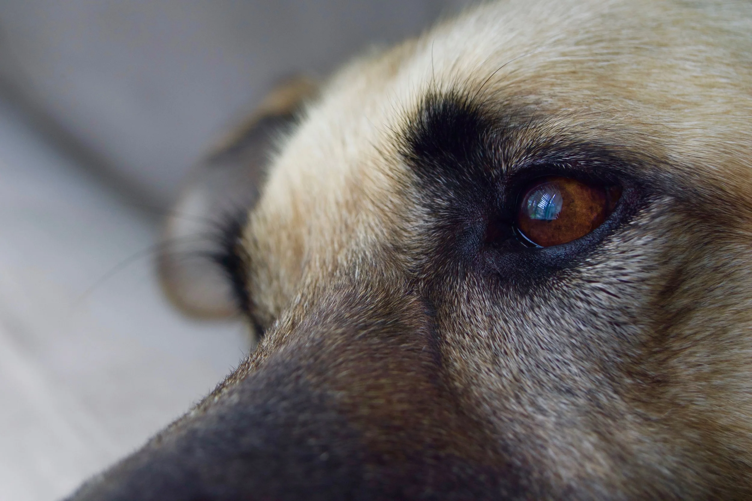 A Vet Lab Got the Wrong Answer.  It May Have Saved Human Lives