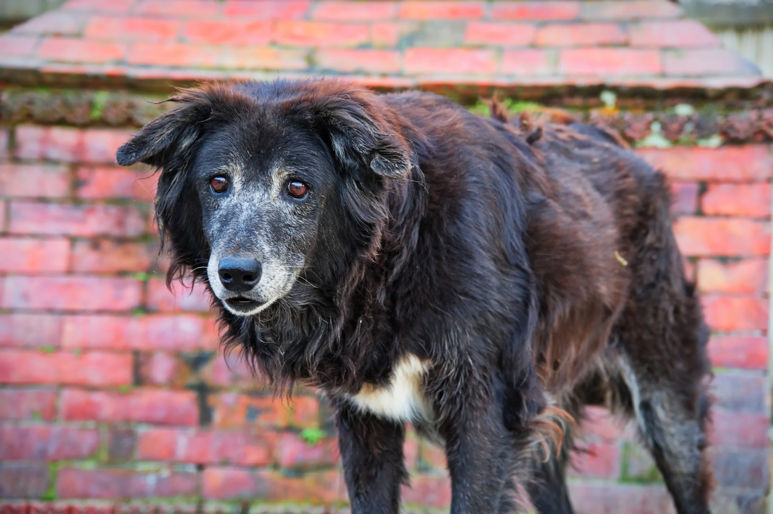 Watch How Your Senior Dog Walks. It Might Be an Early Sign of Dementia