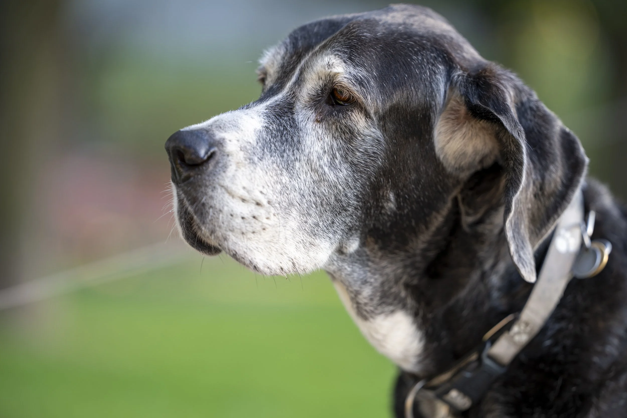 FDA Grants Full Approval to Laverdia — The First Oral, At-Home Treatment for Canine Lymphoma