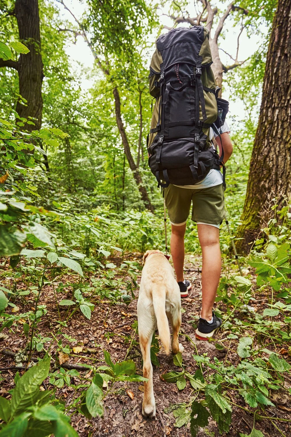 Dogs May Be Stressing Wildlife More Than We Realize, 12-Year Study Reveals