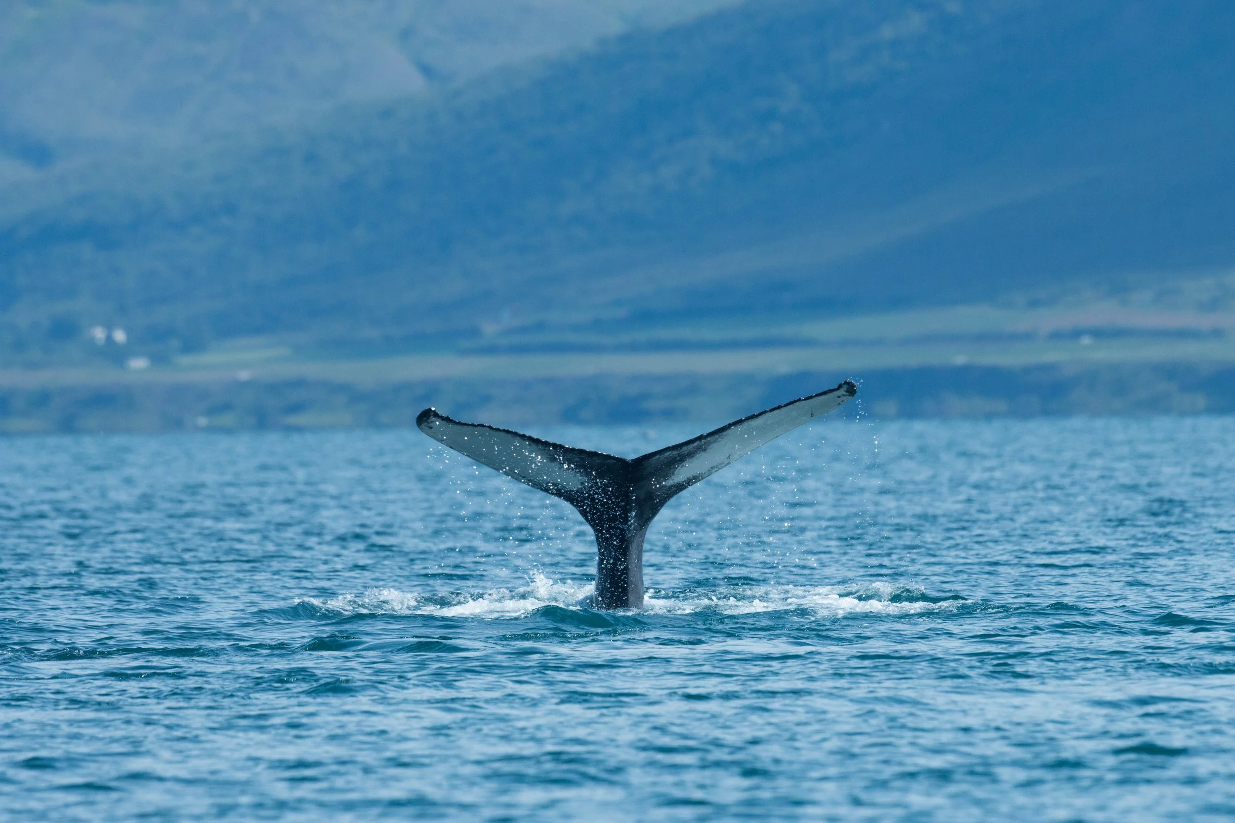 Plastic Chemicals Found in Whales Raise New Concerns About Ocean Health