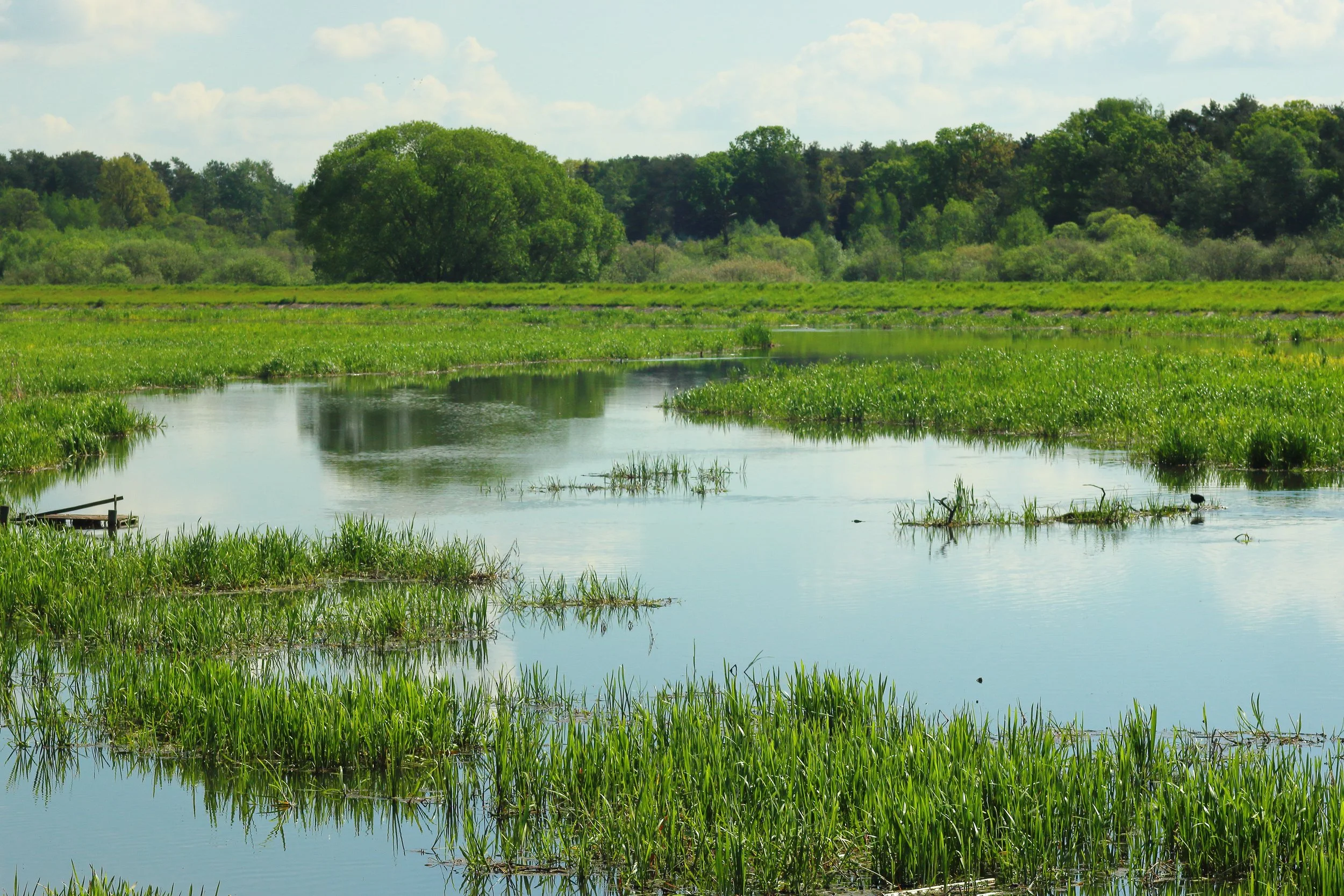 Rethinking Wetland Restoration: UC Davis Research Challenges Traditional Conservation Practices