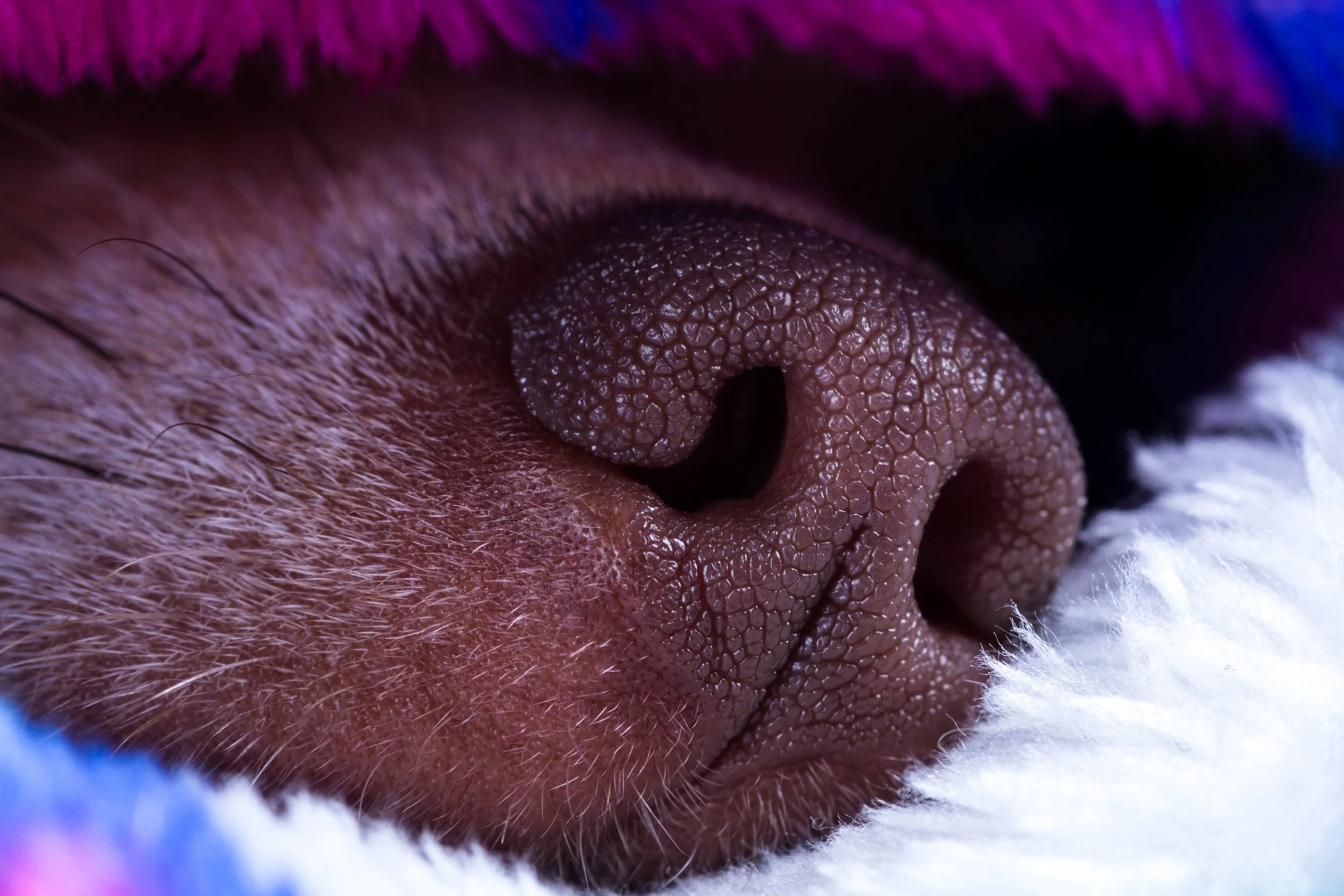 Could dogs help fight the spotted lanternfly? A new study makes the case