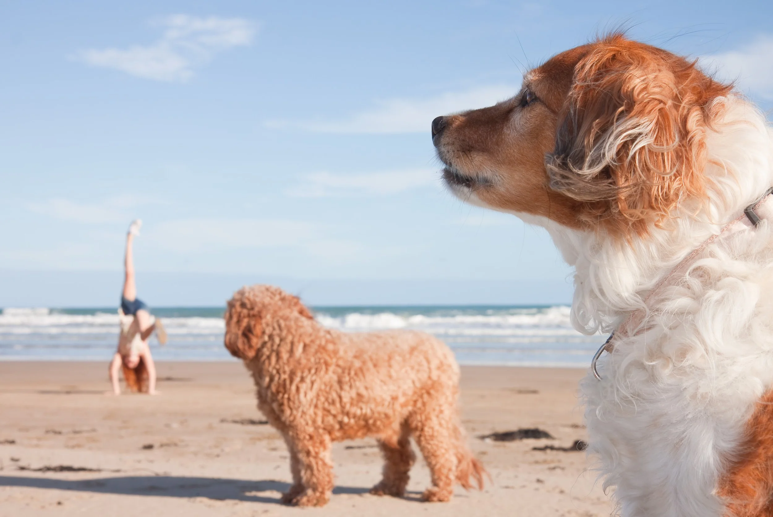 Could a dog’s skull shape tell us something about a spinal condition?