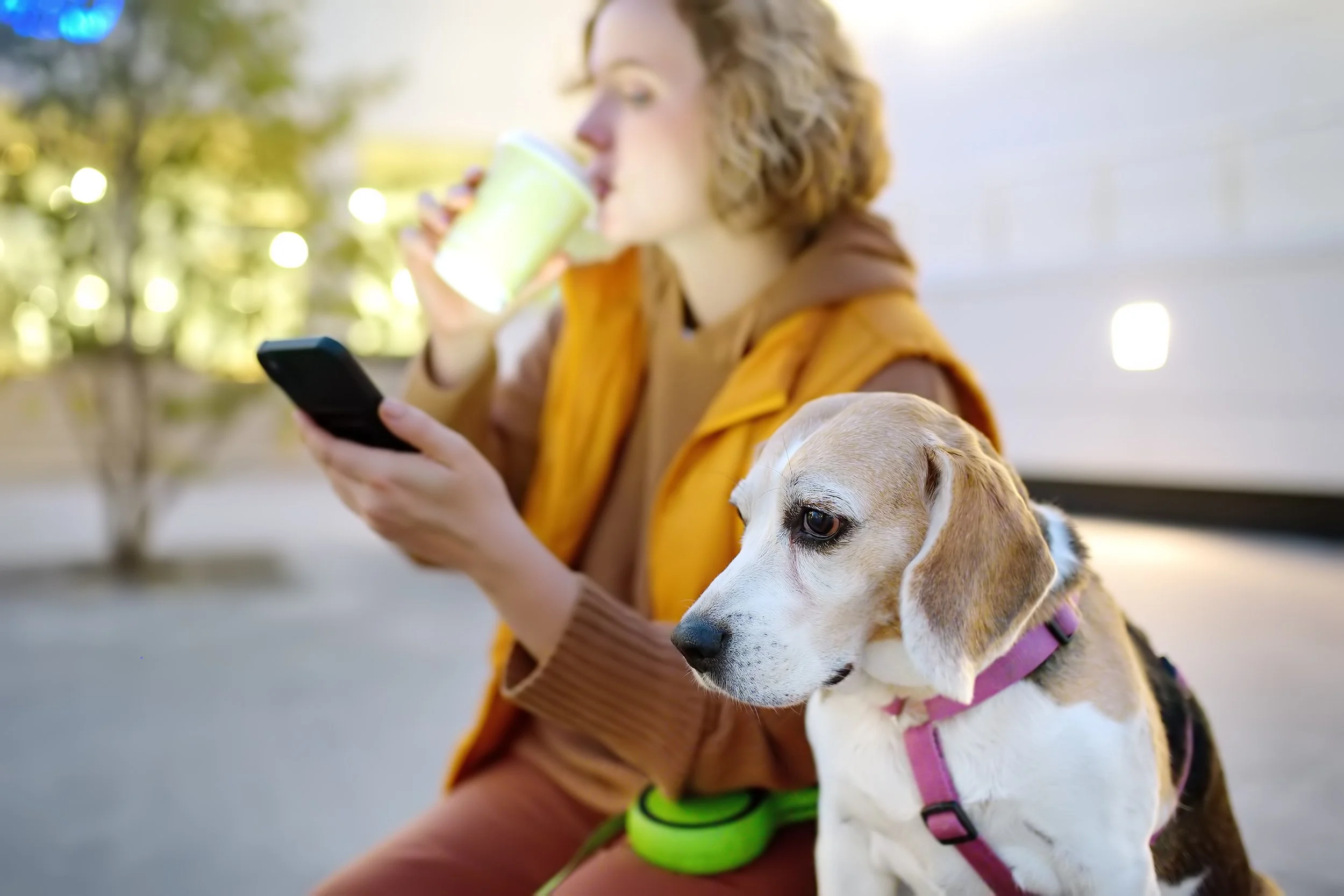 How YouTube shapes public understanding of avian influenza