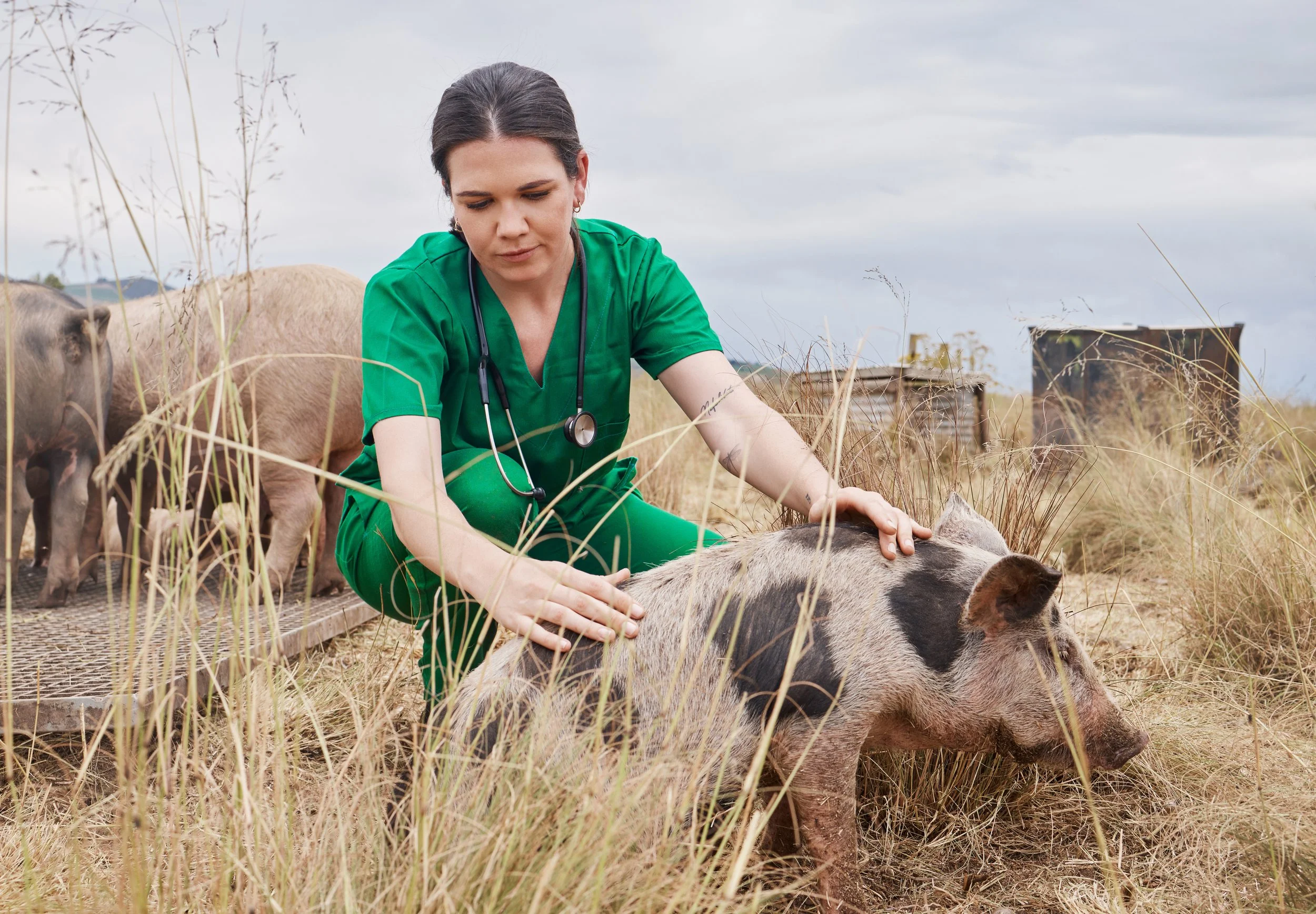 Ohio's Got a Veterinary Shortage Problem. And It's About to Get Worse.
