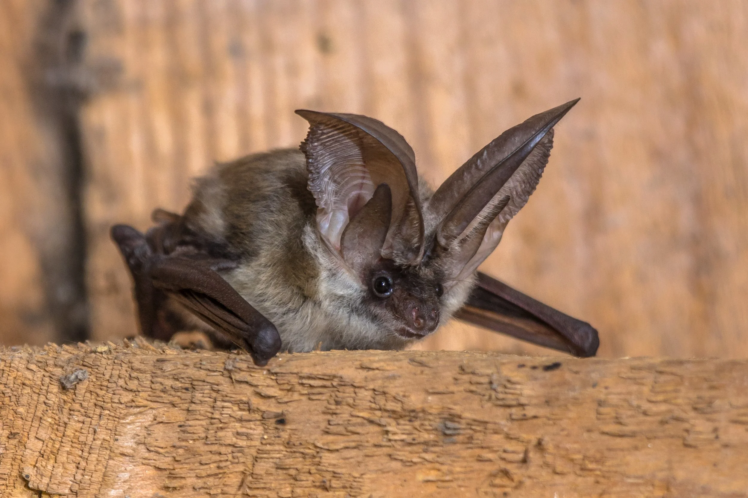 Bat Exposures Are Rising. Here's What You Need to Know About Rabies Prevention.