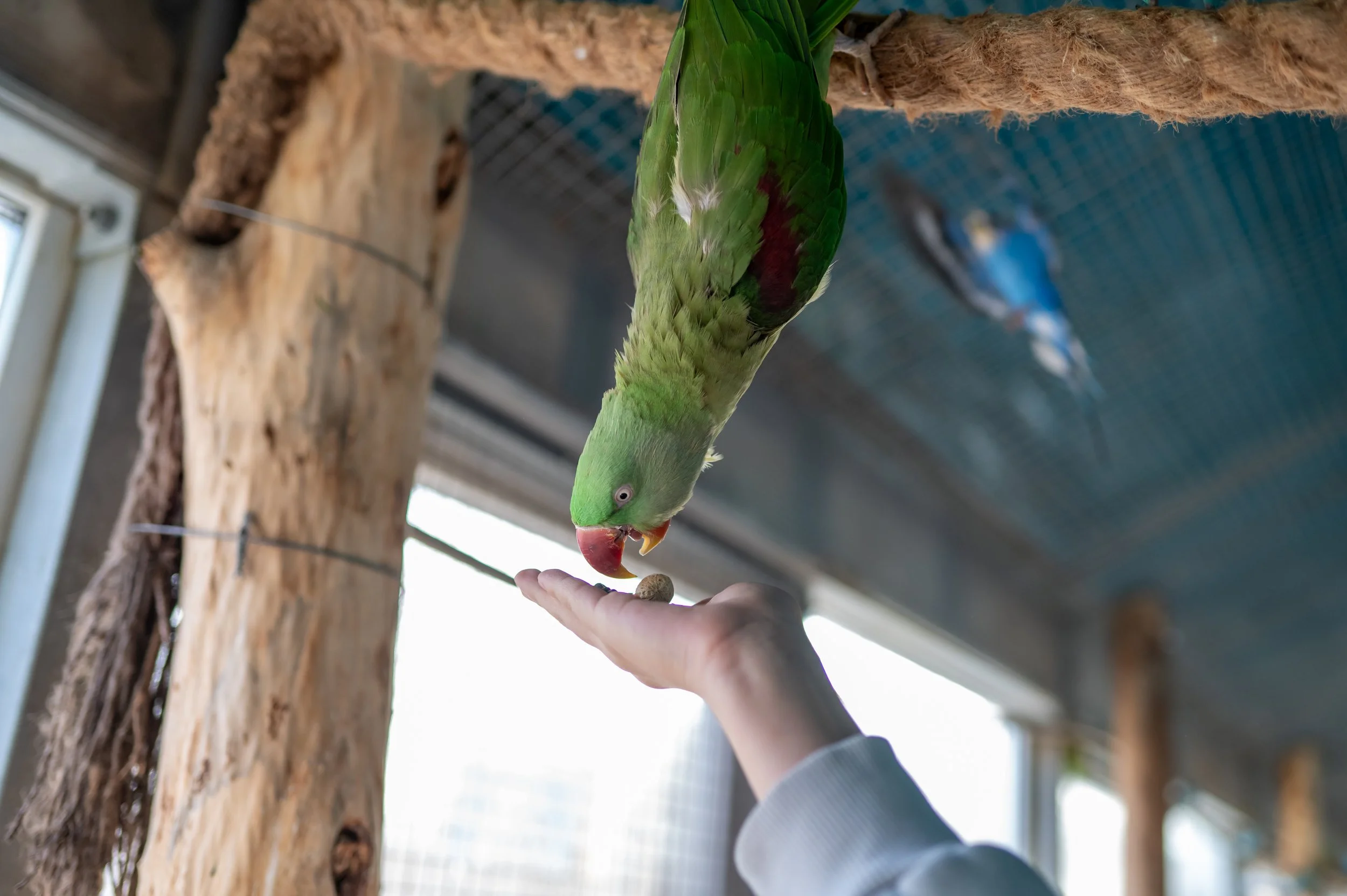 Free-Flight Training Gives Confiscated Parrots a Real Chance at Life in the Wild