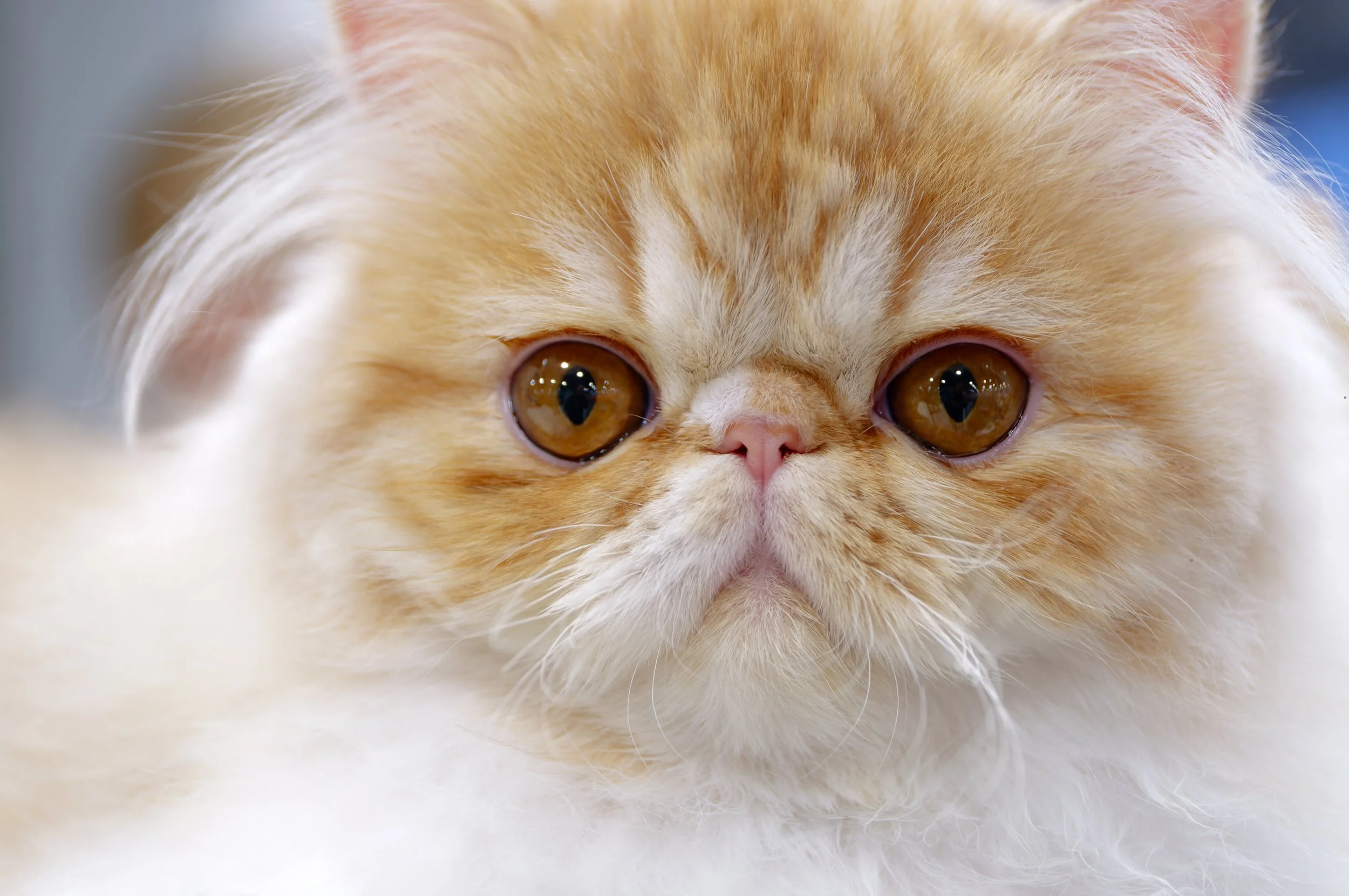  Brachycephalic Cats and Dystocia: What New Research Reveals About Breed Health and Reproductive Emergency