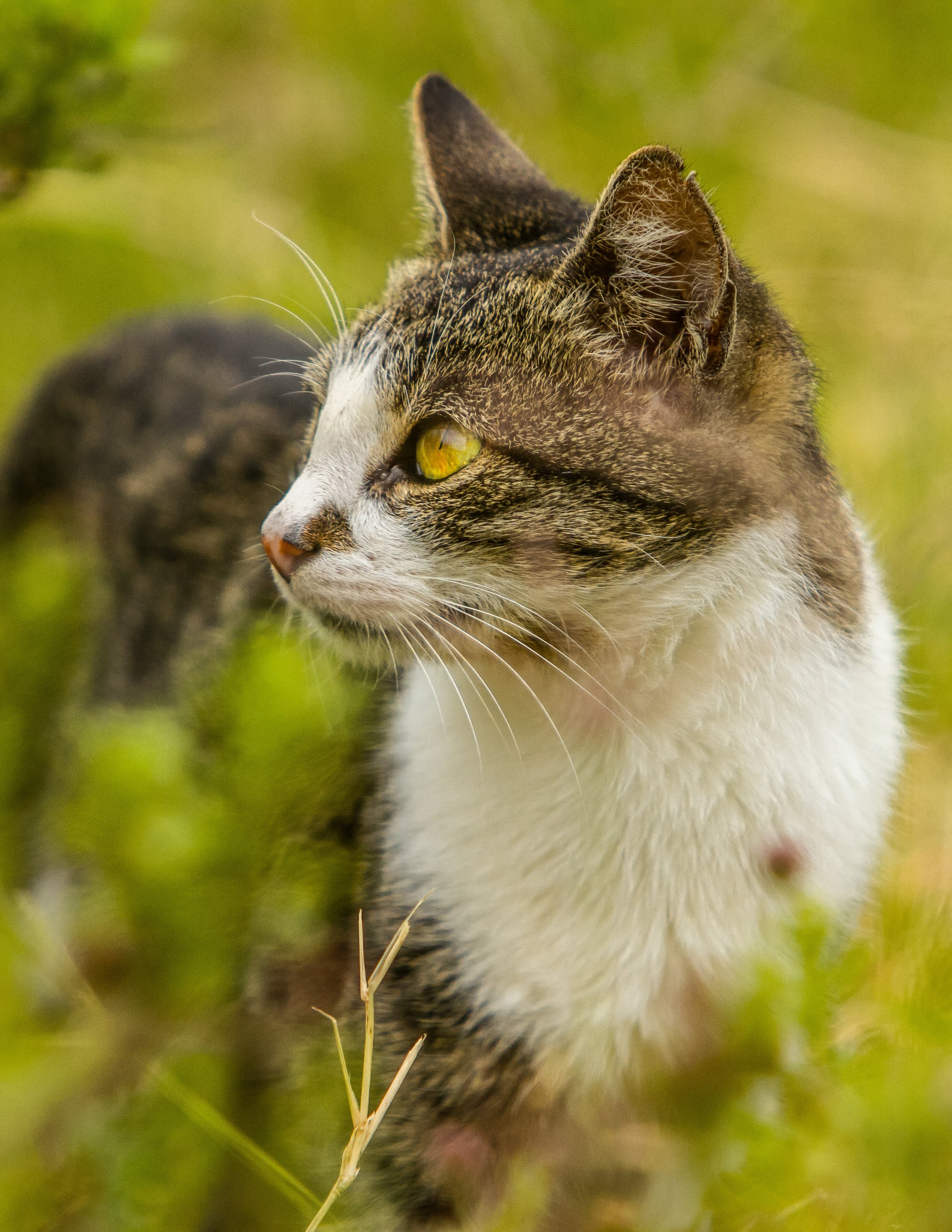 Feline fleas carry bacteria linked to human disease In South Texas, study finds