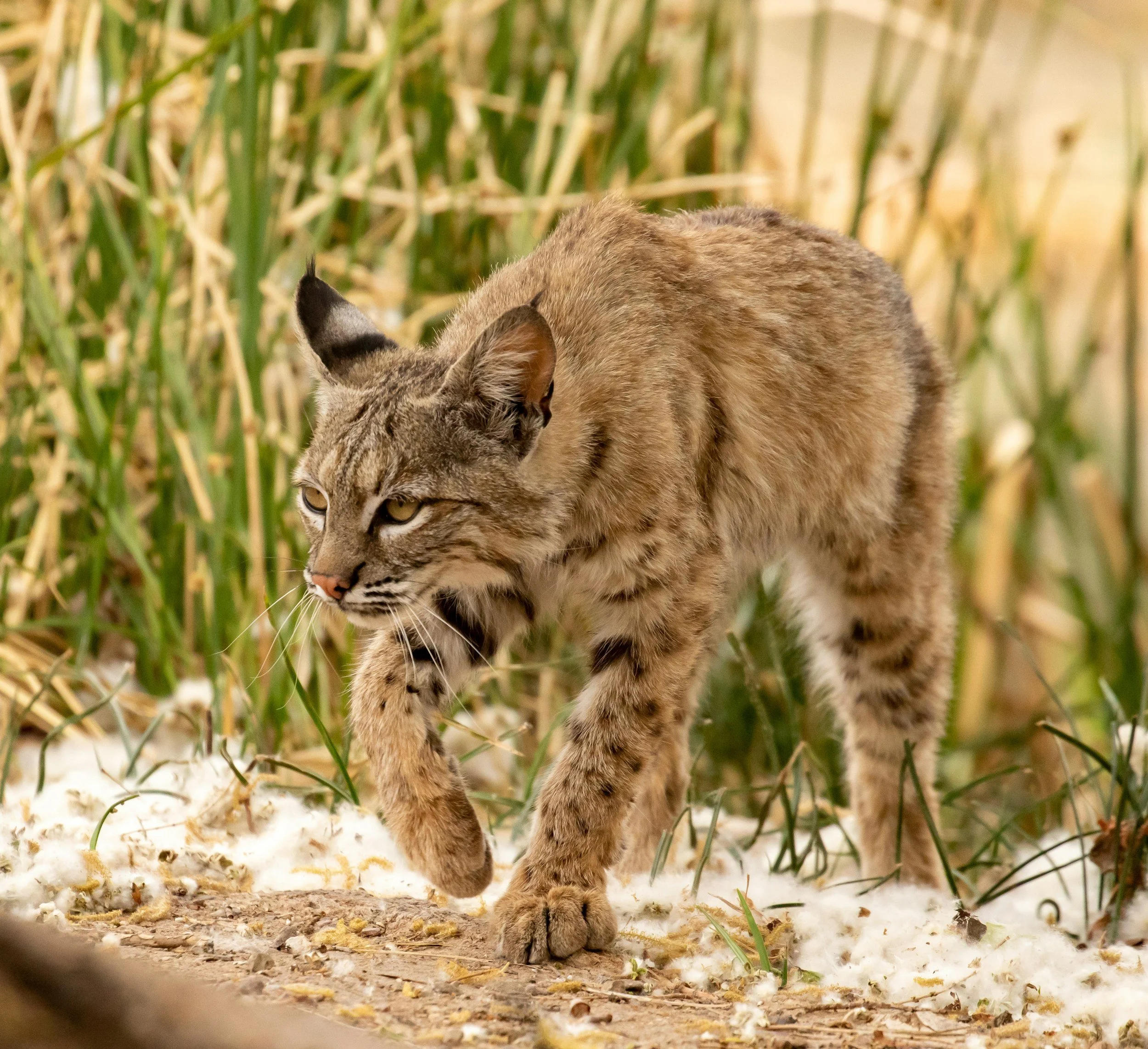 Bobcat Fever Cases Rise in Oklahoma as Veterinarians Urge Cat Owners to Take Tick Prevention Seriously