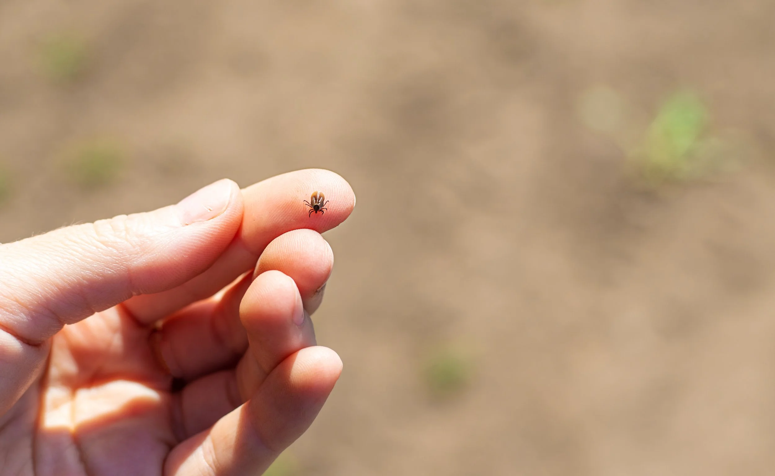 Arkansas’ Tick Season Is Worse Than Usual, Public Health Veterinarian Warns
