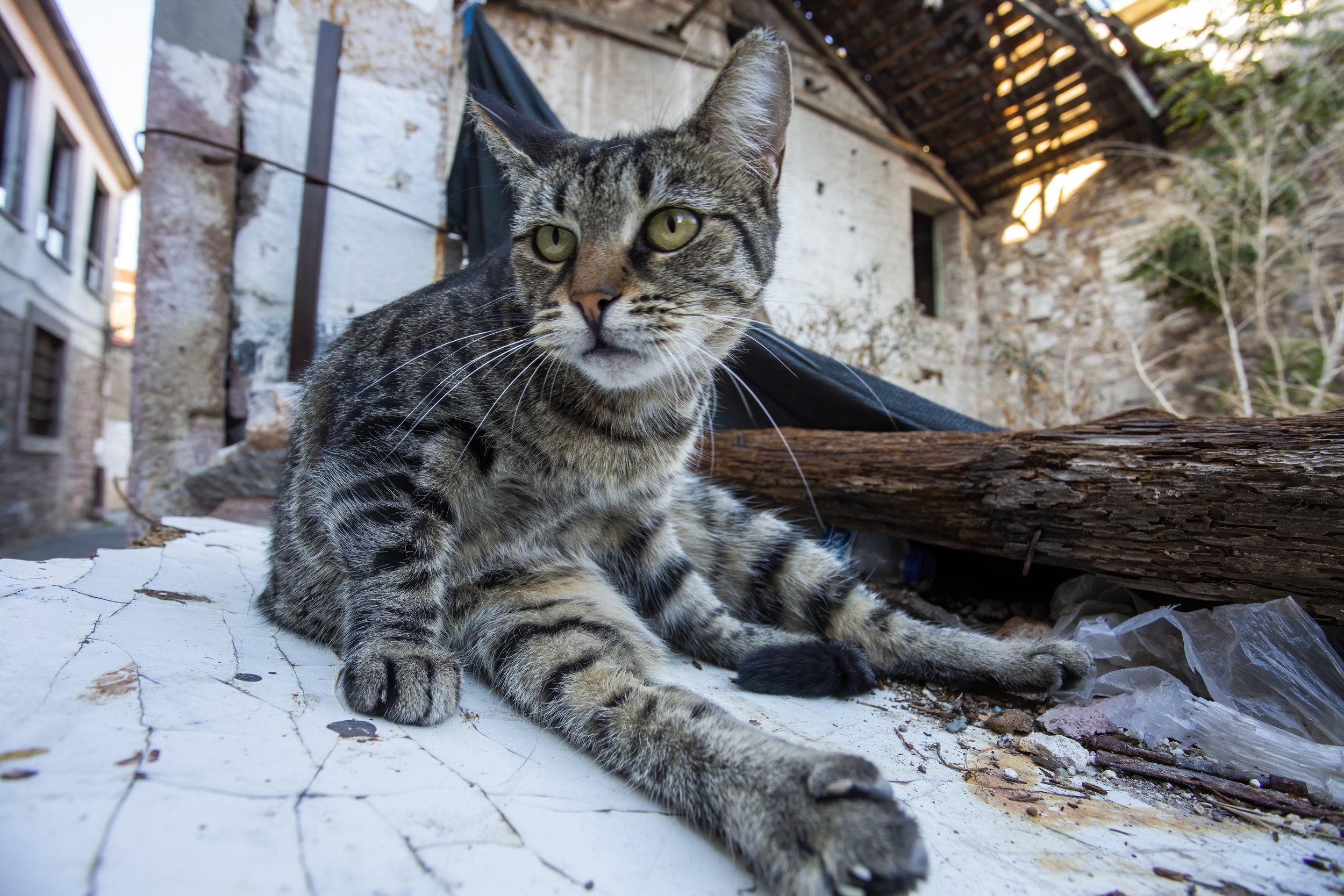 More Than Half of New York City's Stray Cats Are Carrying Parasites. Here's Why That Matters.