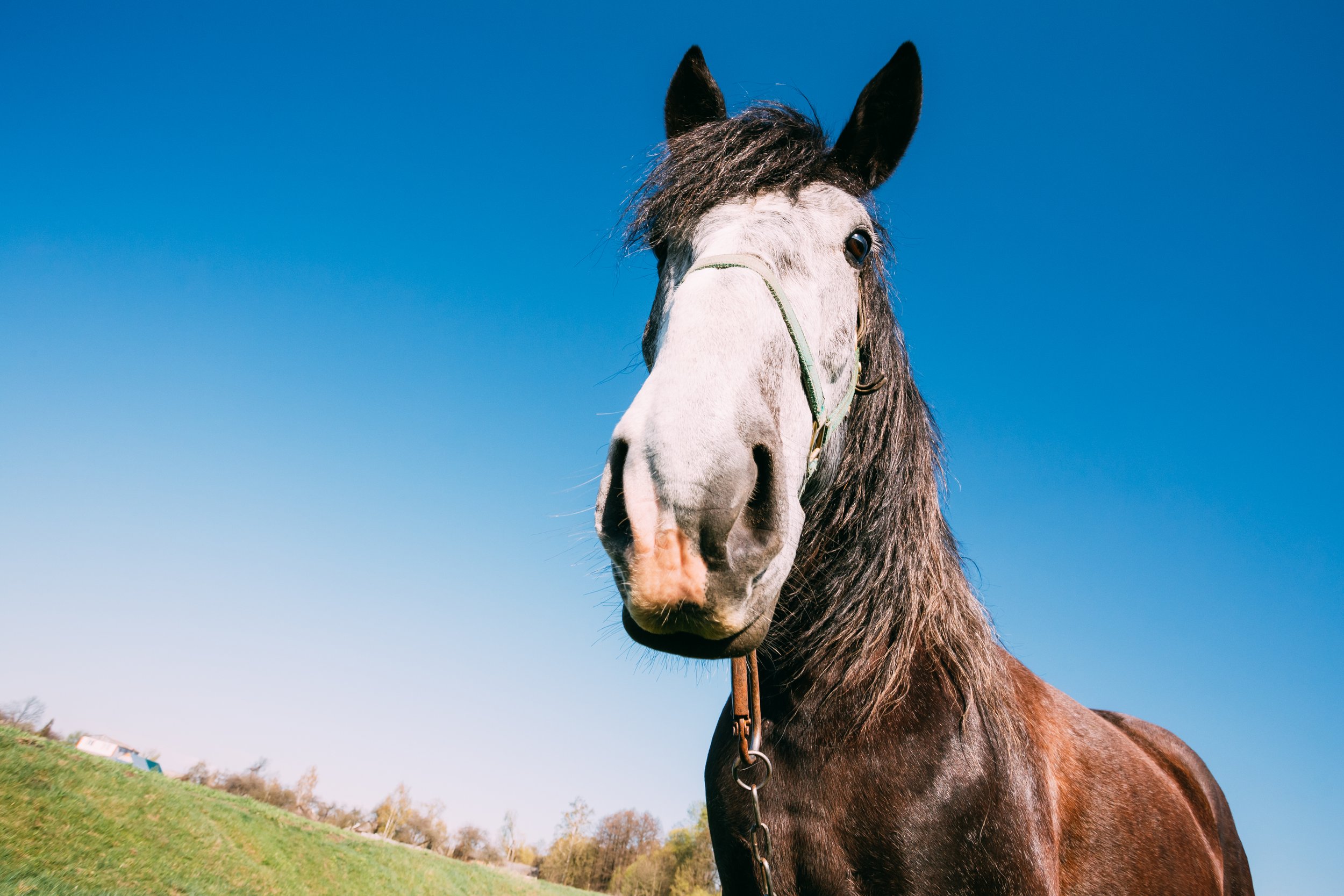 When eyeing a predator, horses keep a poker face as their hearts race