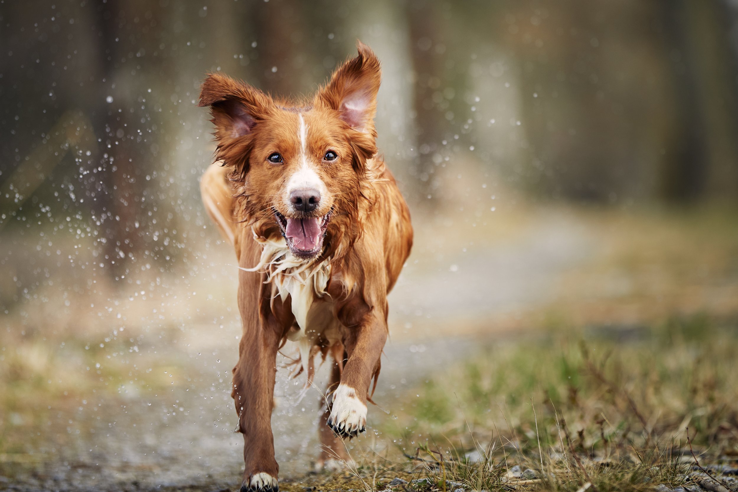 Zoetis launches Lenivia®, a three-month osteoarthritis injection for dogs in Canada and Europe