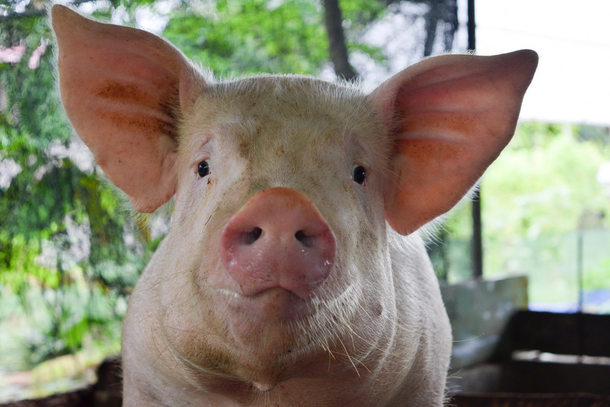 Hundred of Veterinarians urge Congress to reject Save Our Bacon Act 