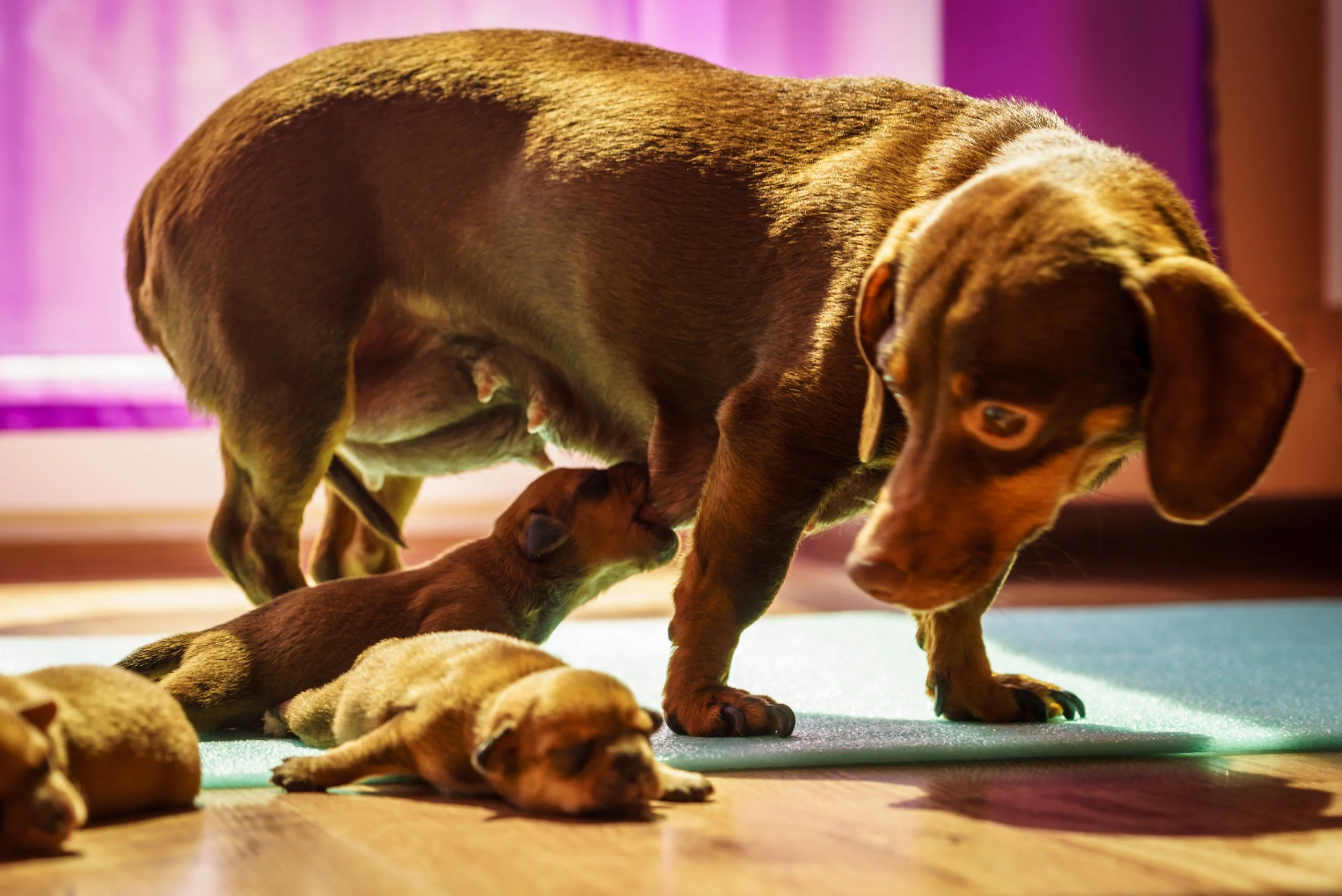 Frailty tool in aging dogs digs up new data