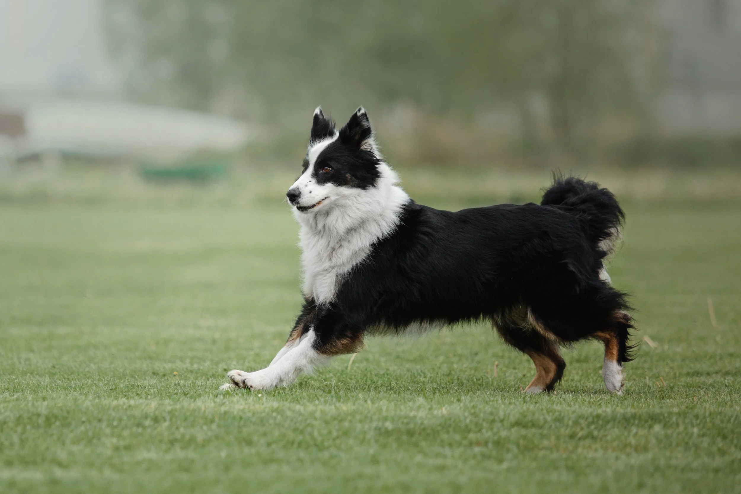 A Border Collie Ran Flyball Again 10 Months After a Hip Replacement. Cats and Toy Breeds Are Next in Line