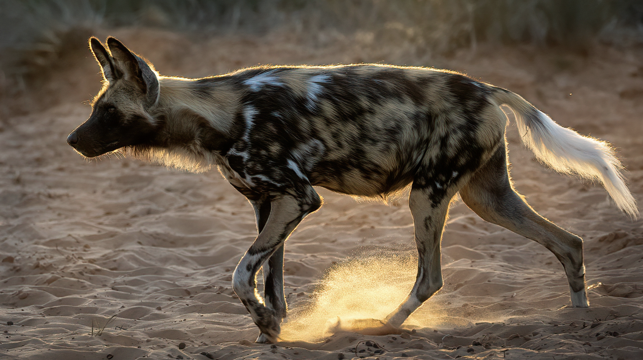 A Surgical Team Drove Its Laparoscopy Tower to a Zoo, Spayed an Endangered Painted Dog, and Had Her Back With Her Mate by Evening