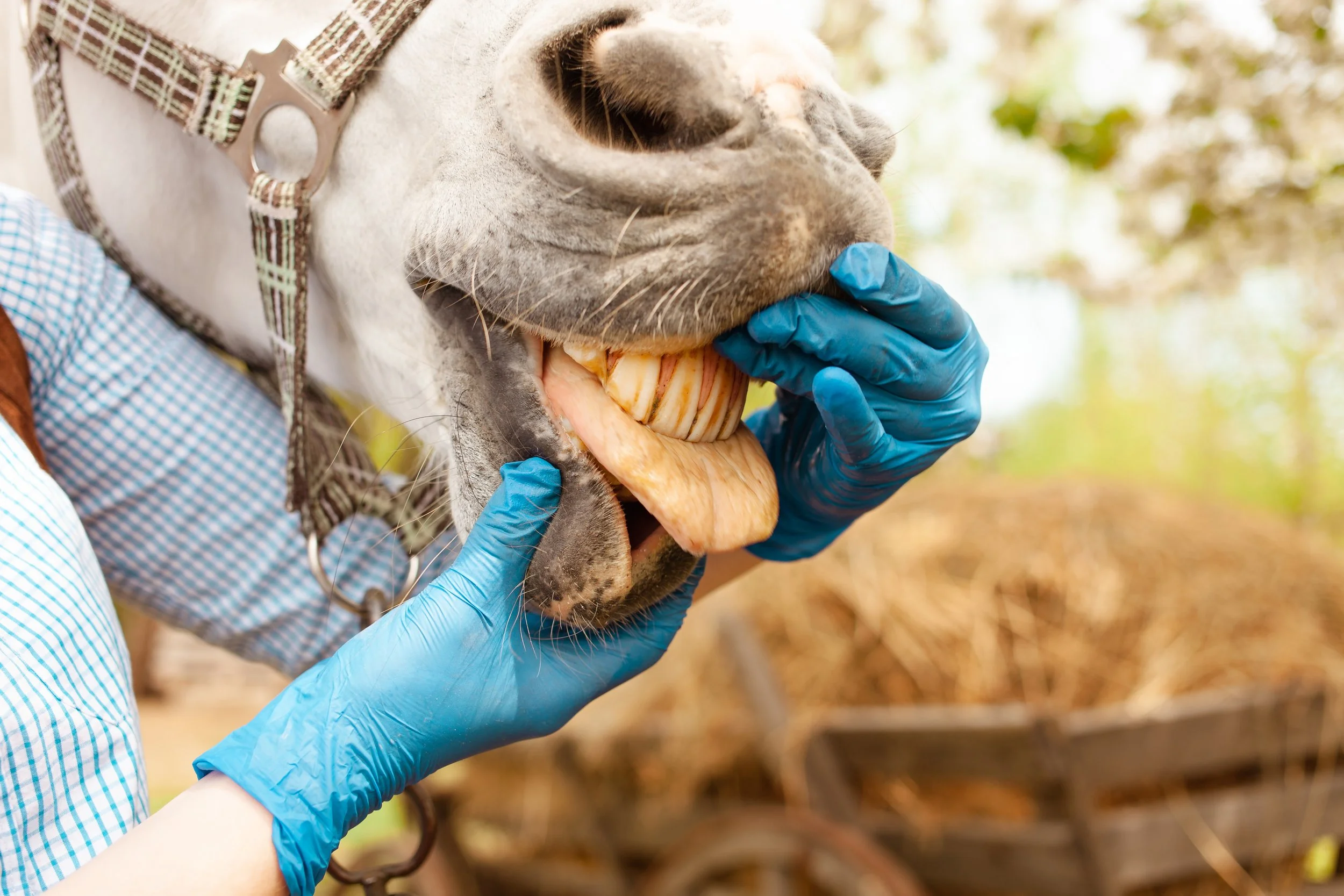 You Can Now Study Horse Teeth at 2 a.m. in Your Pajamas, and That Is a Bigger Deal Than It Sounds