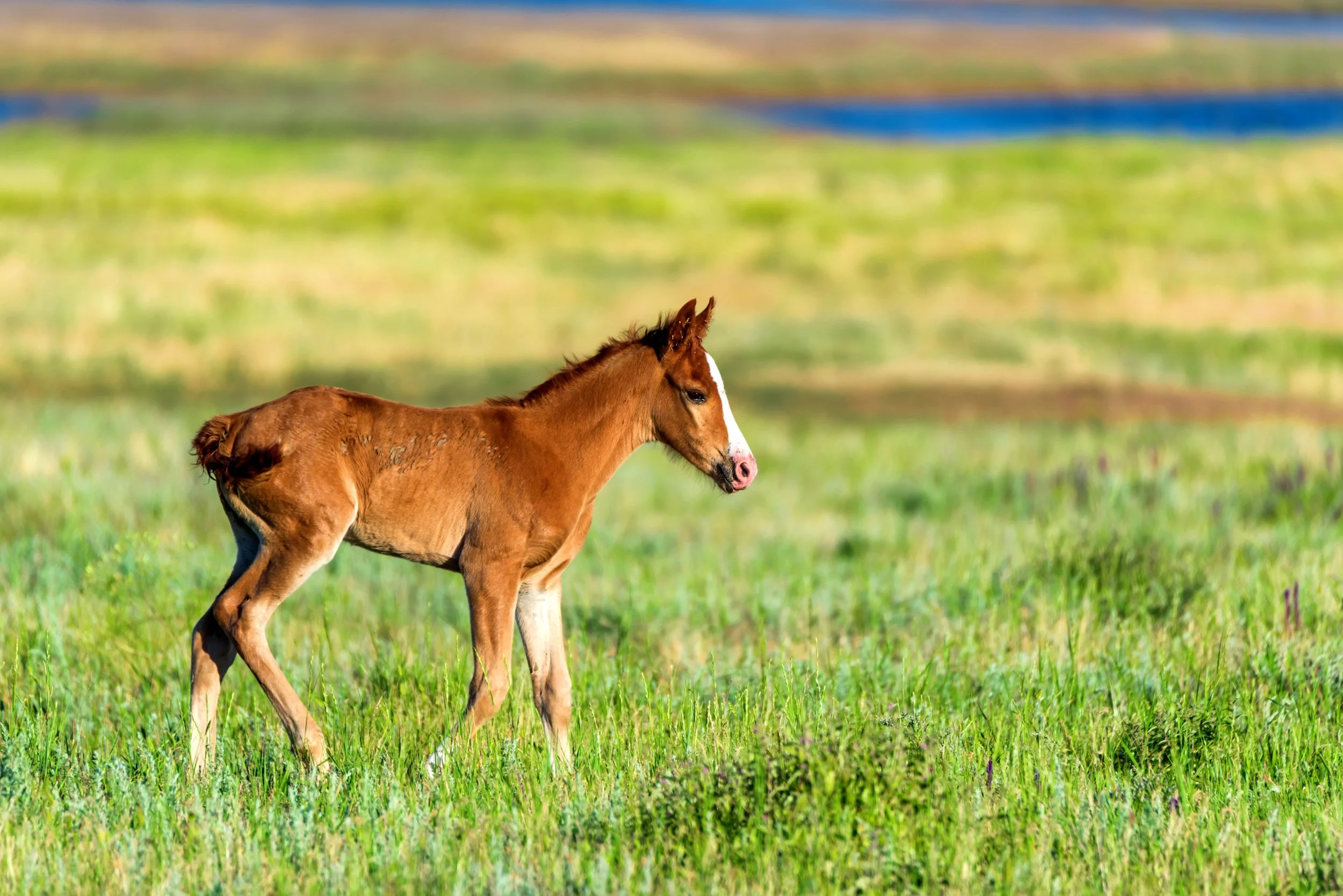 New Test May Help Veterinarians Identify Life-Threatening Hormone Dysfunction in Sick Foals