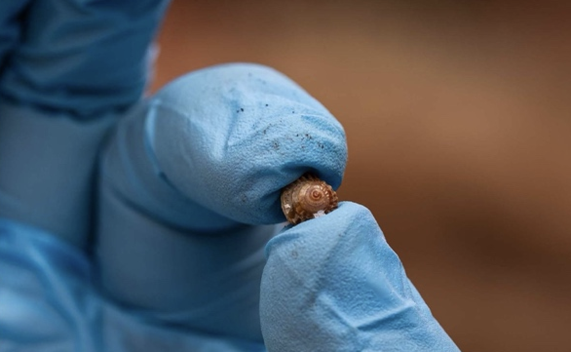 Tiny Snails Once Thought Extinct Are Returning Home Thanks to Zoo Conservation Efforts