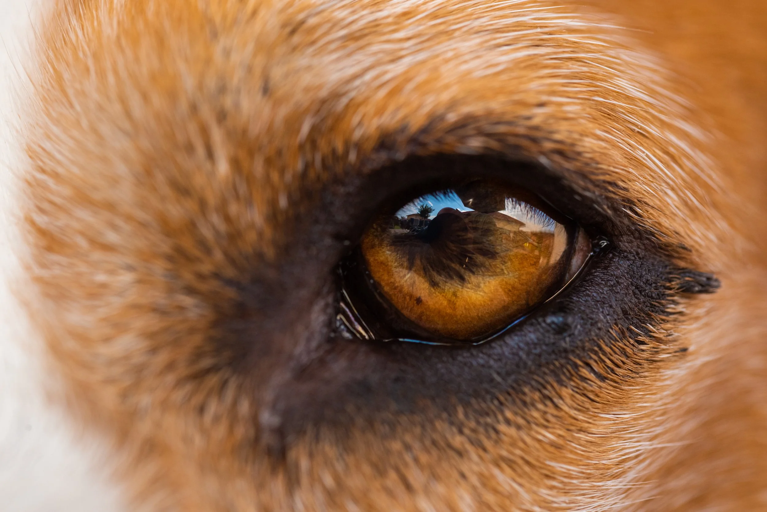 Think Before You Reach for That Eye Ointment: New Study Highlights Rising Antibiotic Resistance in Veterinary Ophthalmology