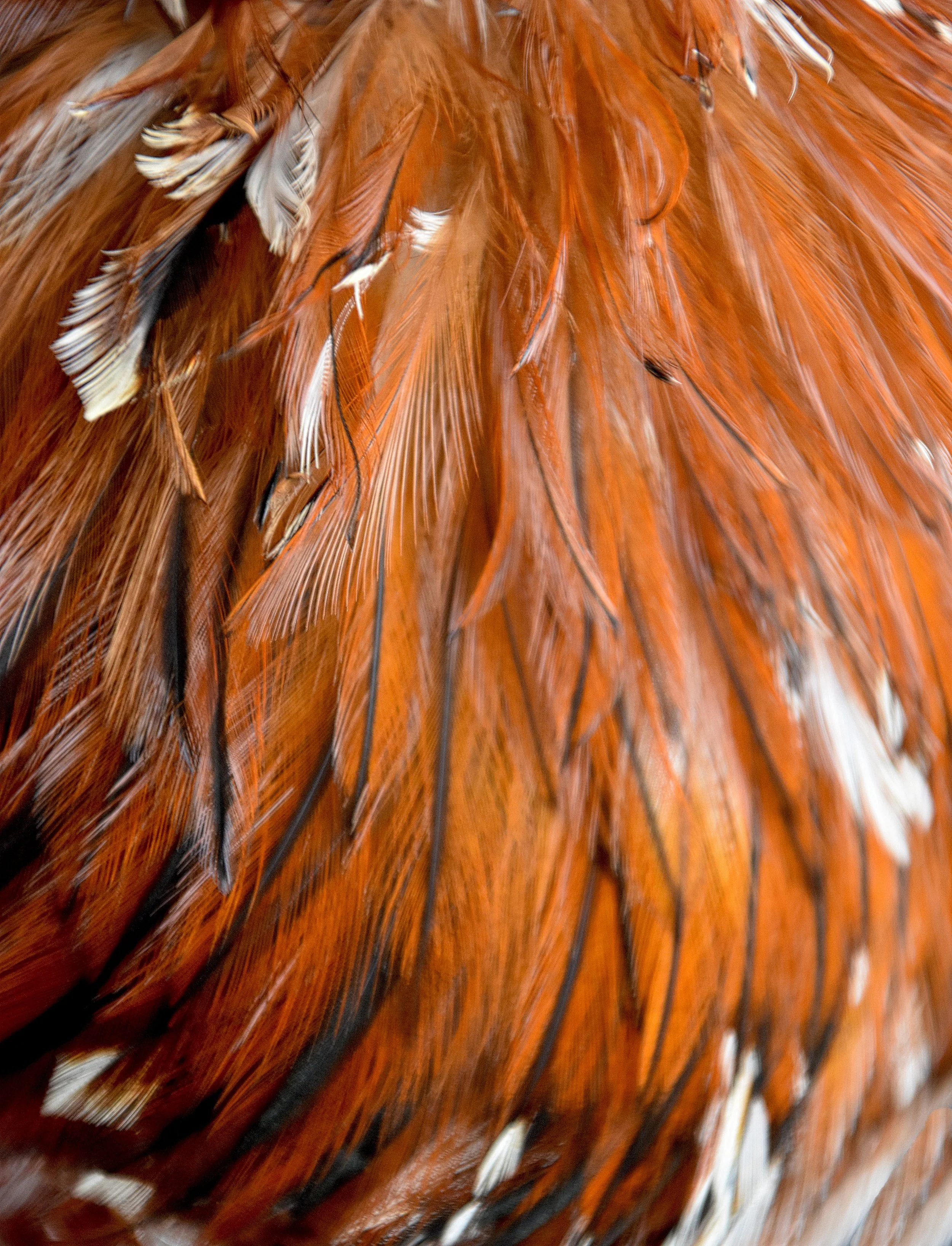 Analysis reveals ‘ultrarapid’ gene evolution behind diversity of feather color in chickens
