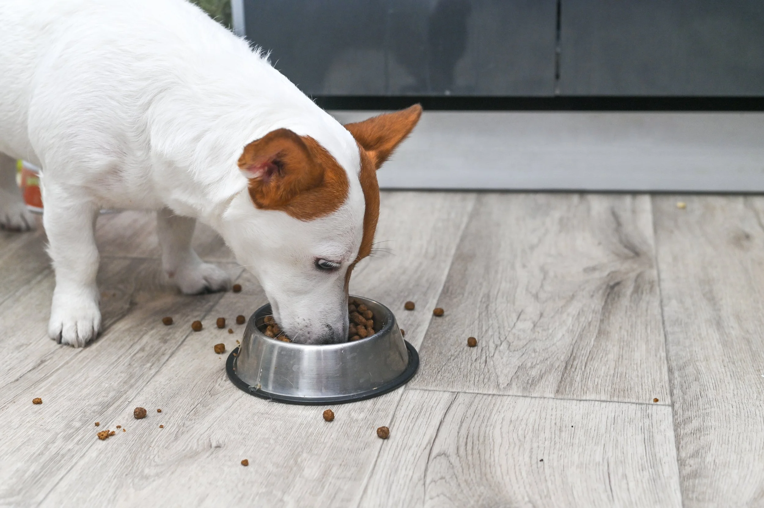 Review of more than 30 studies finds vegan dog and cat food generally well digested