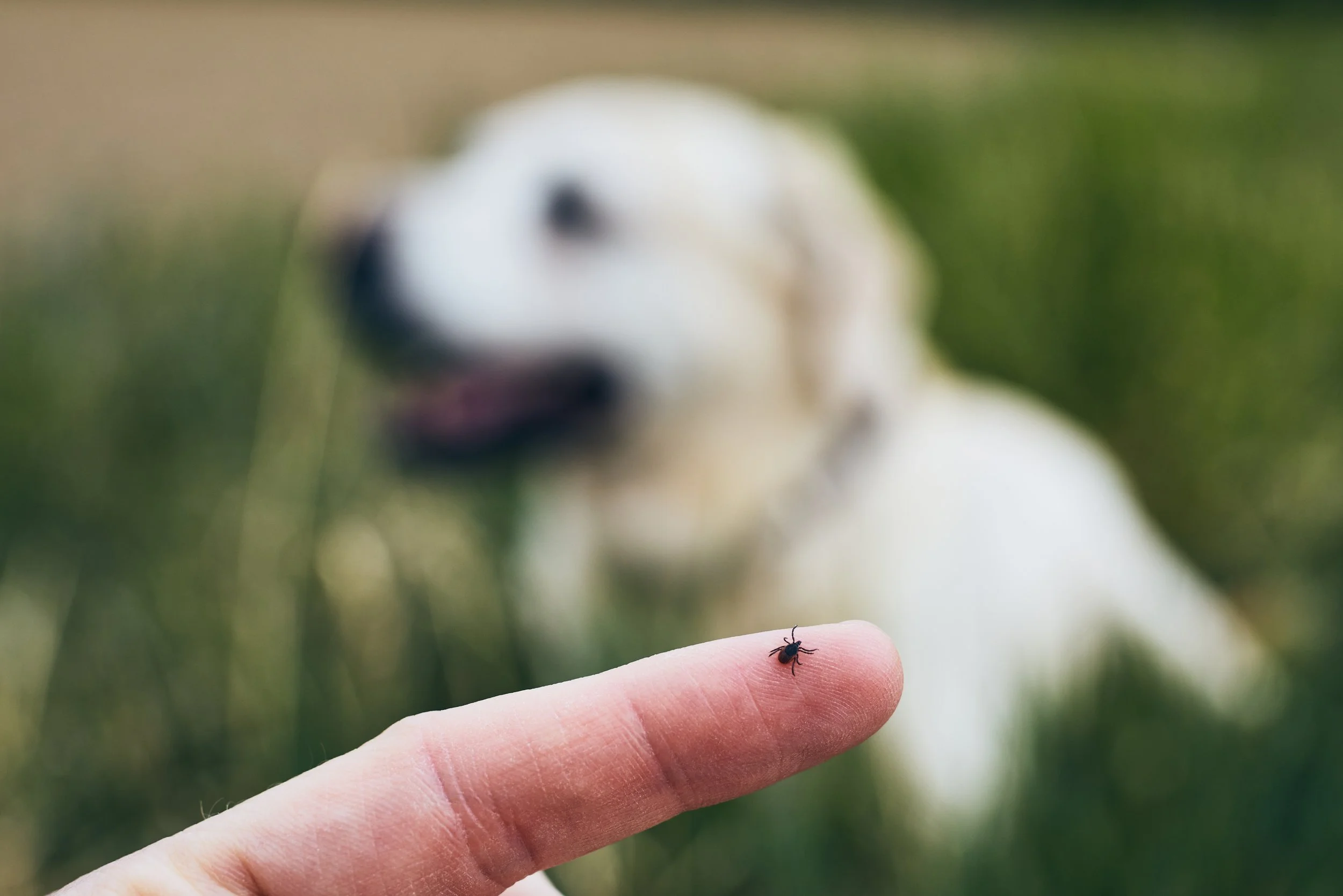 CDC Warns Tick Bites Are Surging Across the U.S. as ER Visits Hit Highest Levels in Years