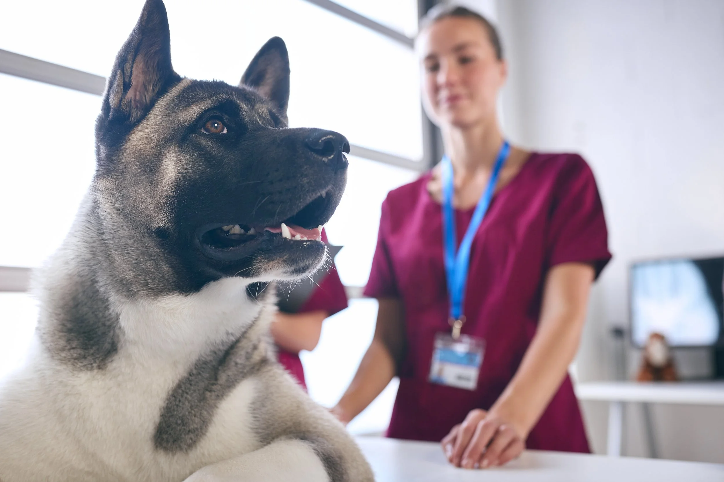 Dogs Don't Just Feel Stressed at the Vet. Now We Can See It.