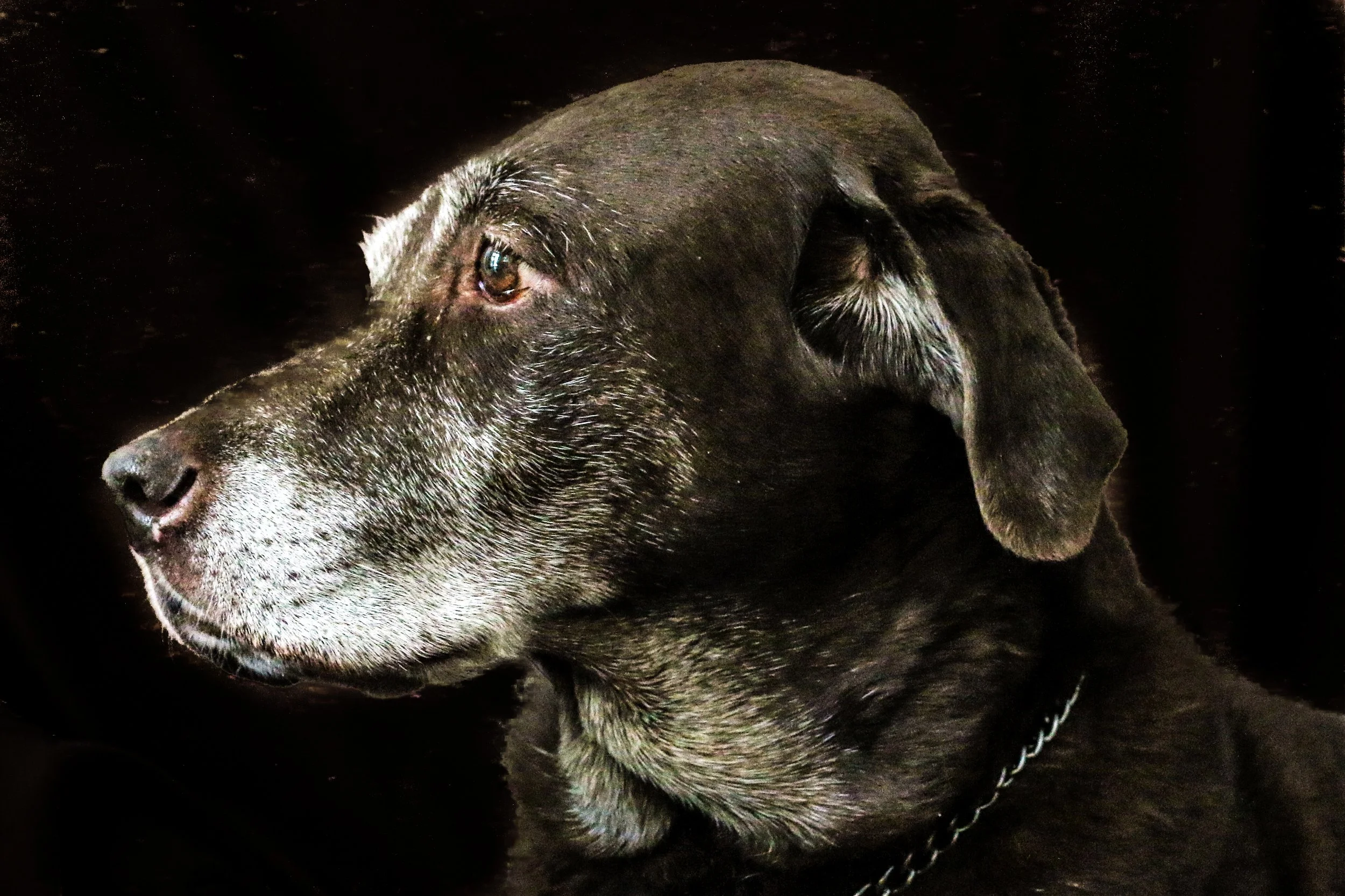 Purina and Senior Dog Veterinary Society Collaborate to Advance Nutrition Care for Aging Dogs