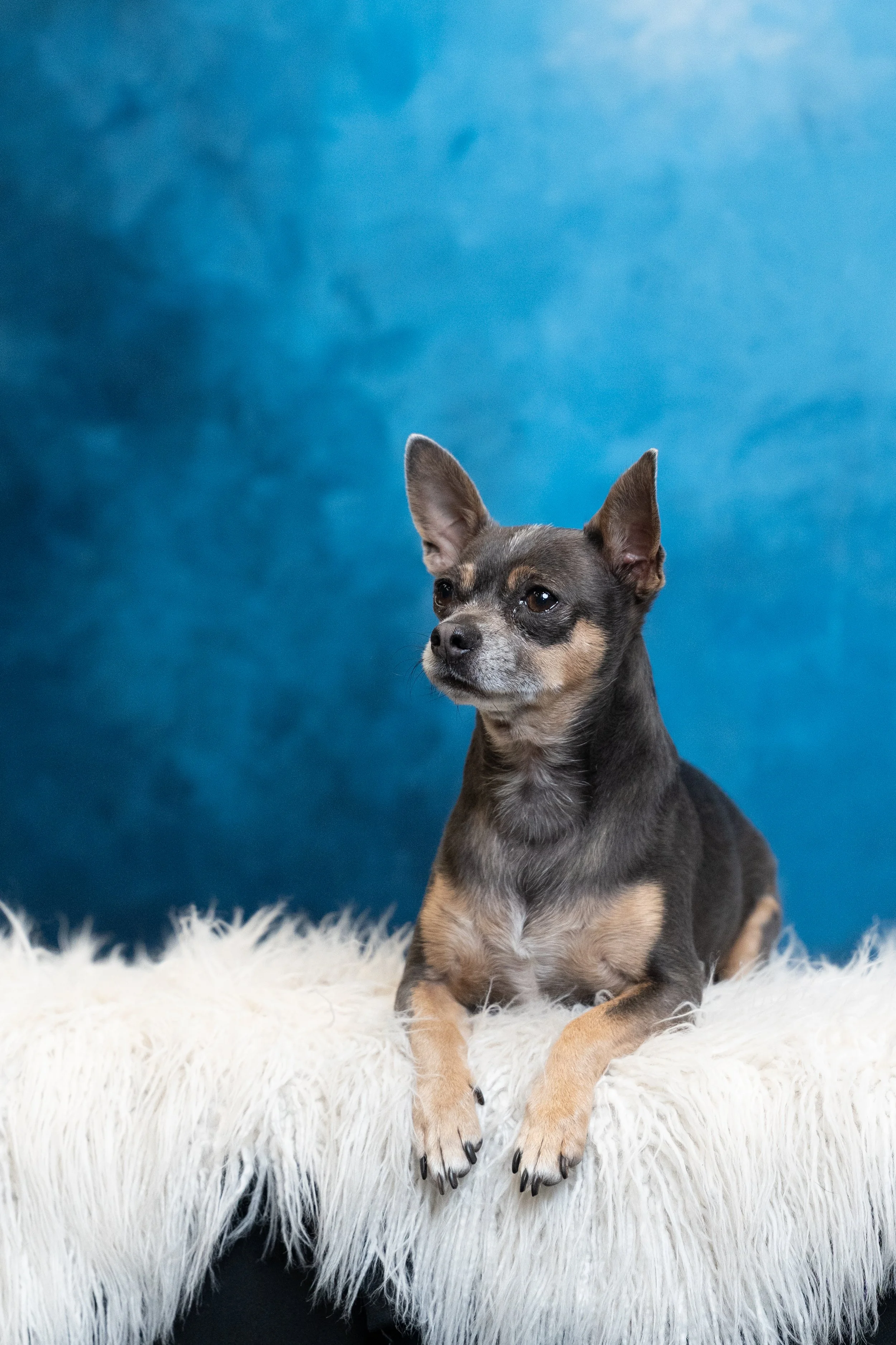 Luxury Hotels Are Rolling Out the Red Carpet for Dogs 